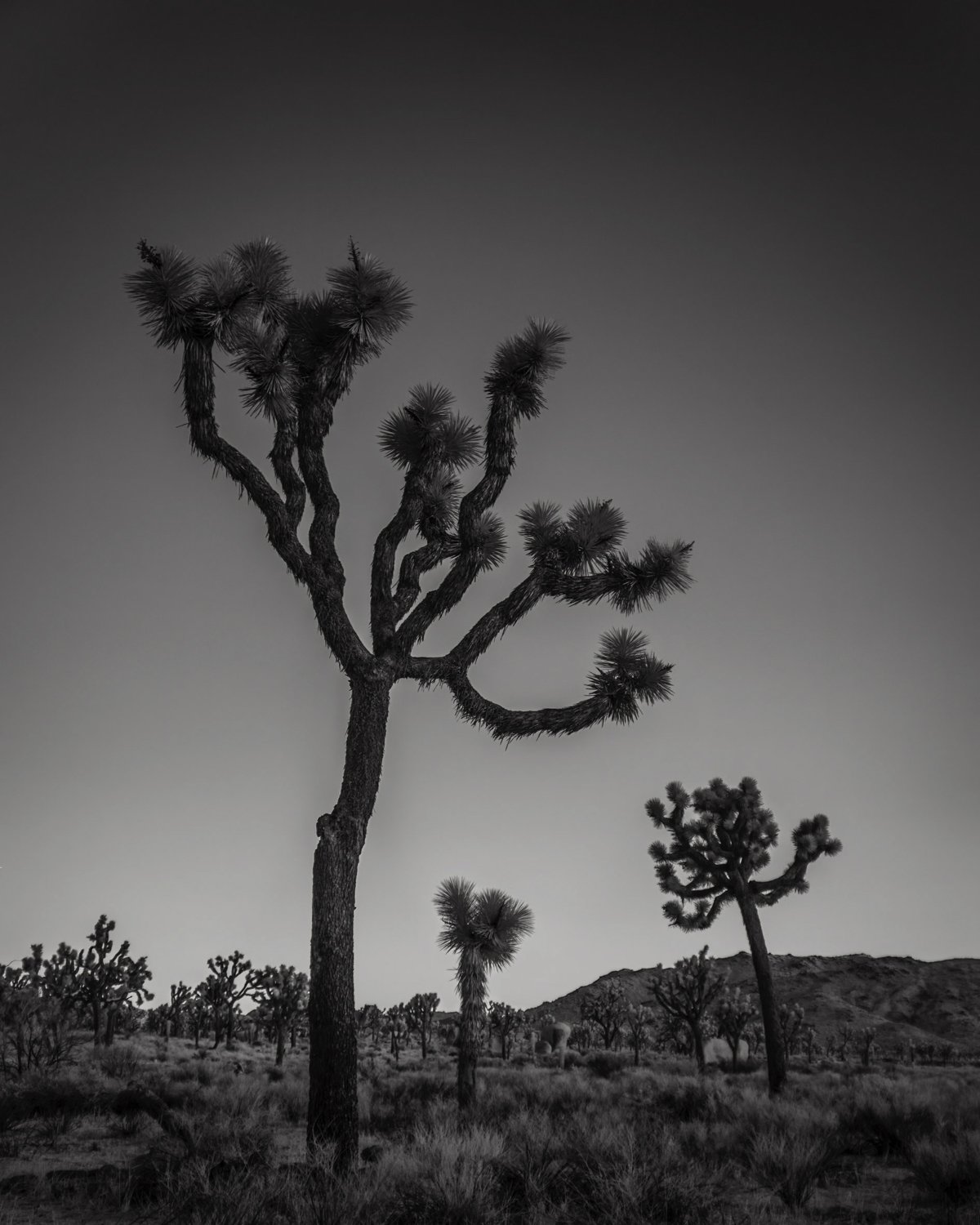joshua tree ir 6.jpg