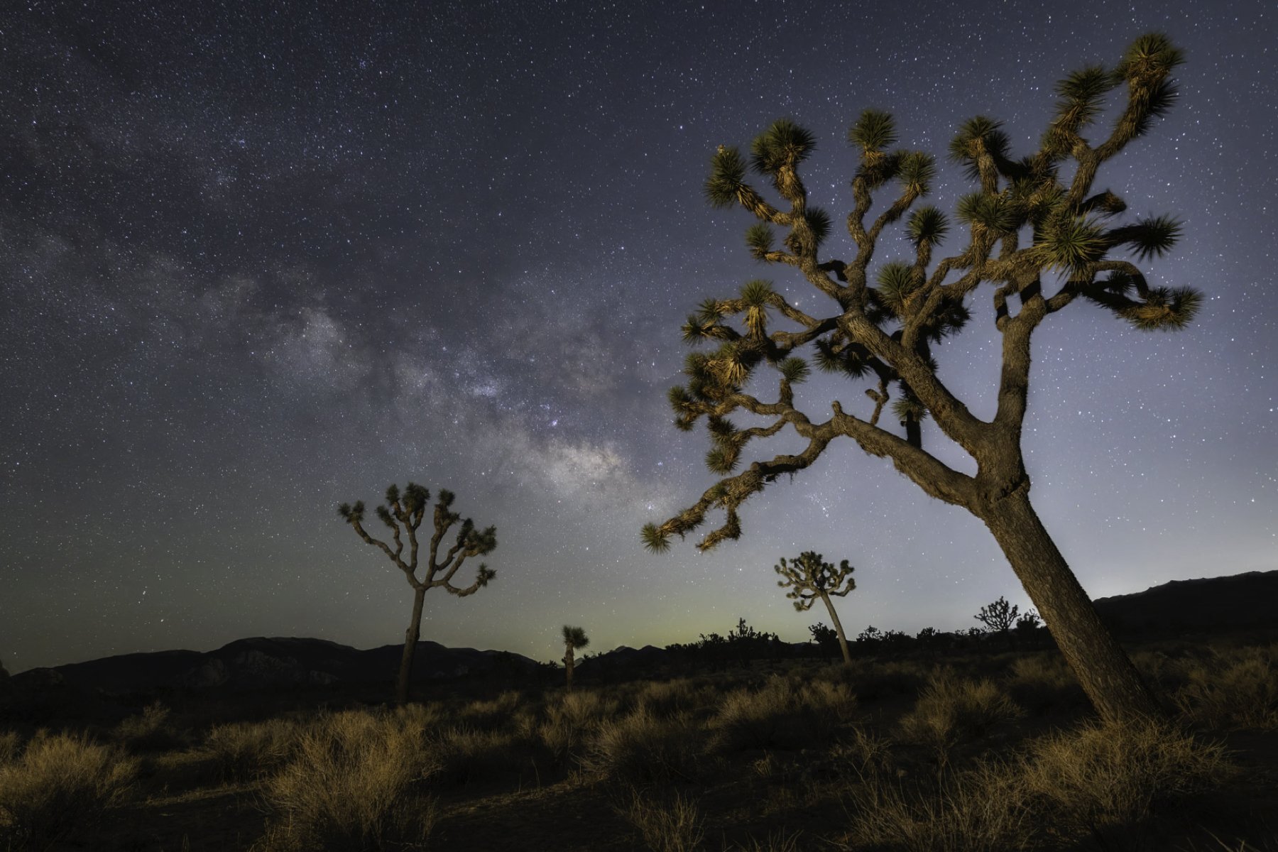 joshua tree 1 update.jpg