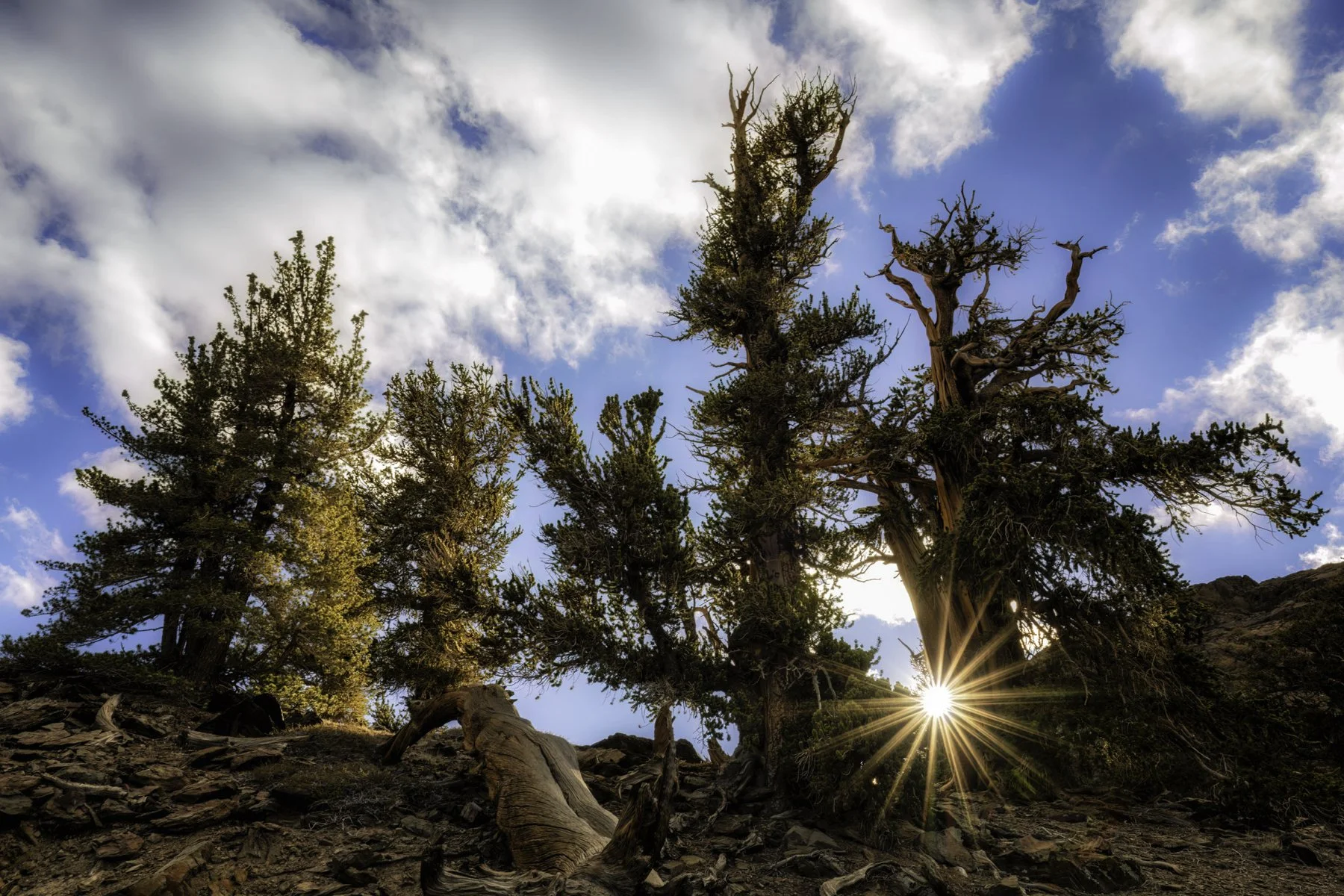 Bristlecone sunstar alt 4x6.jpg