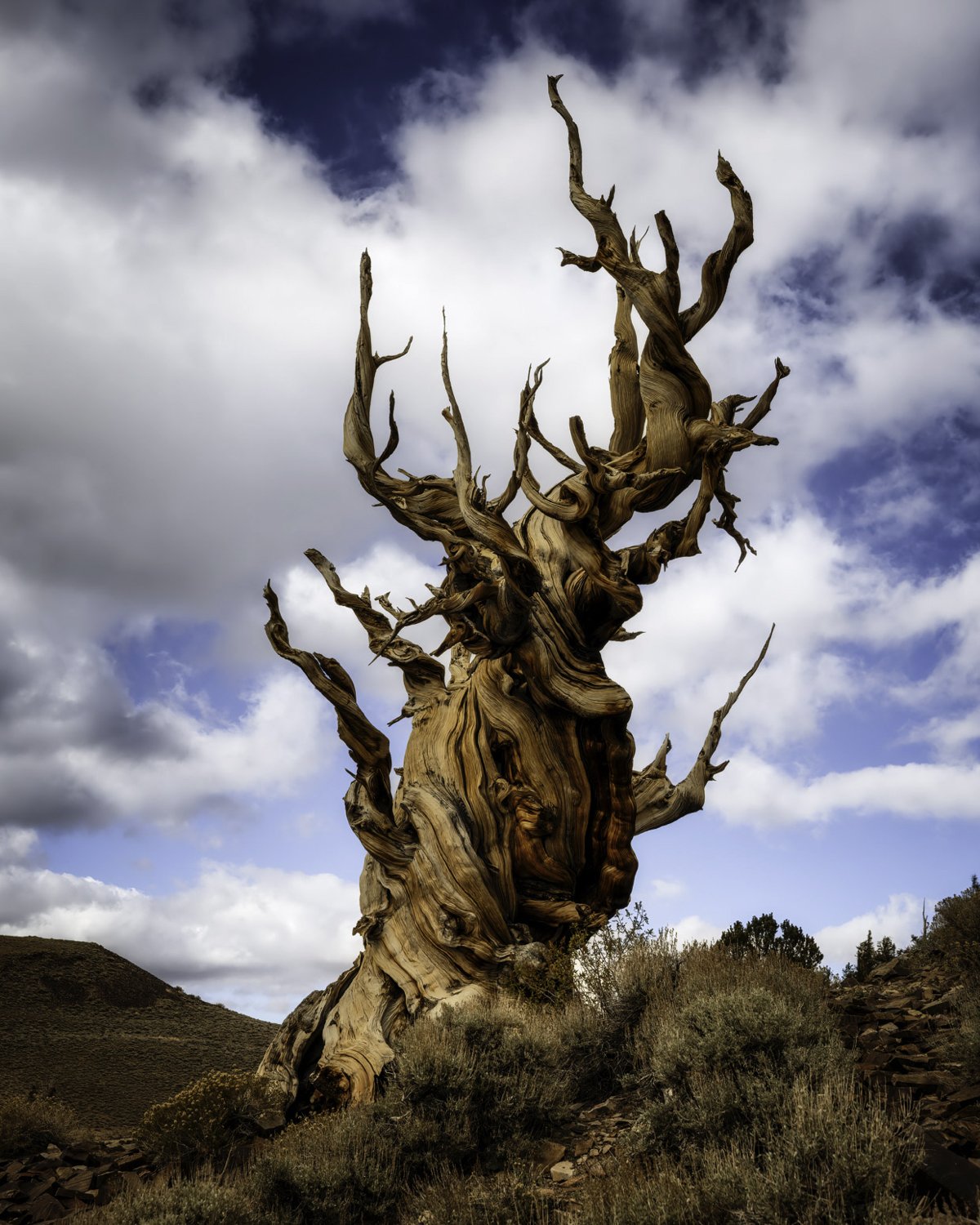Bristlecone 2 alt 4x5 color.jpg