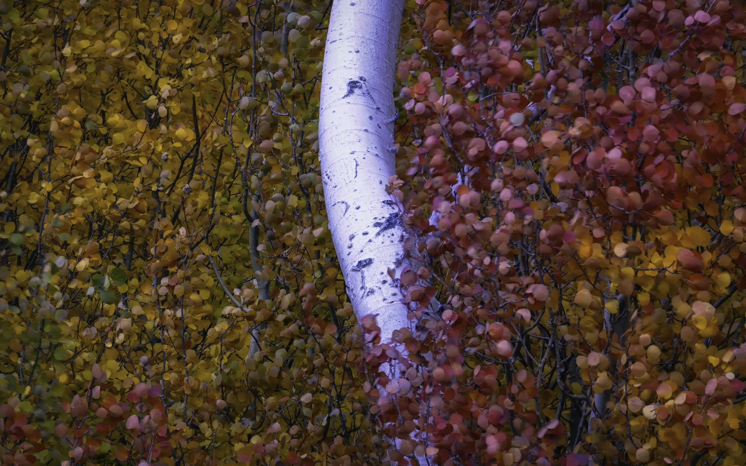 curved birch landscape 16x10.jpg