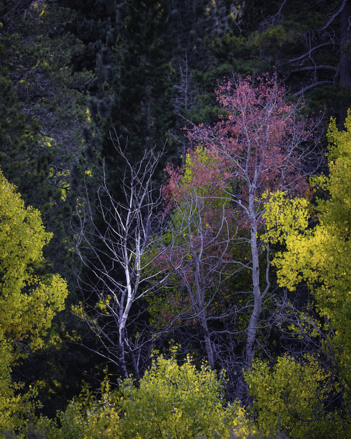 red tree 4x5.jpg
