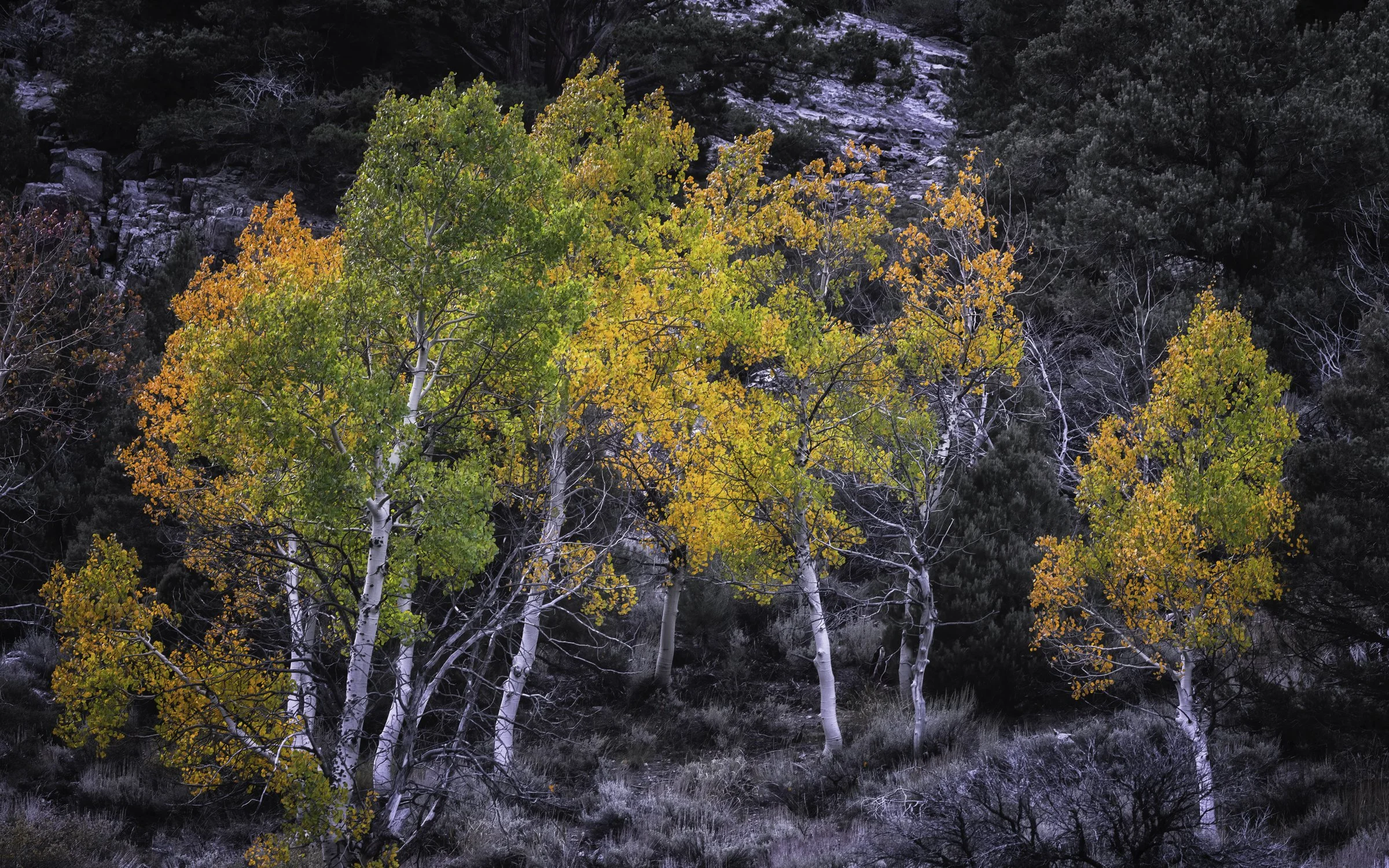 red and gold 2 16x10.jpg