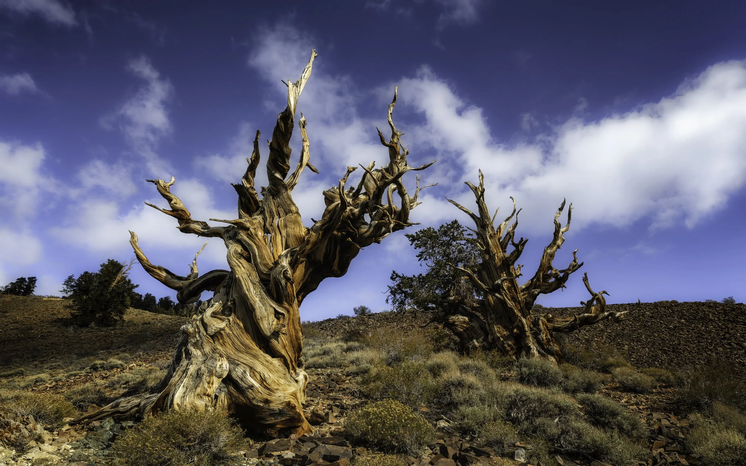 Bristlecones 2 16x10 color.jpg
