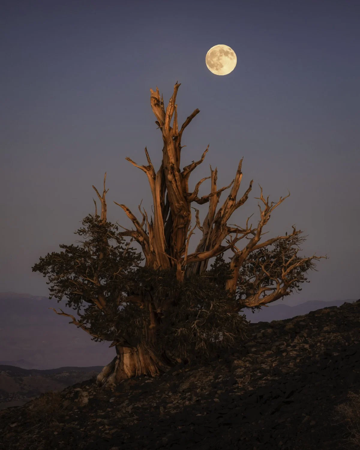bristleone moon last 4x5.jpg