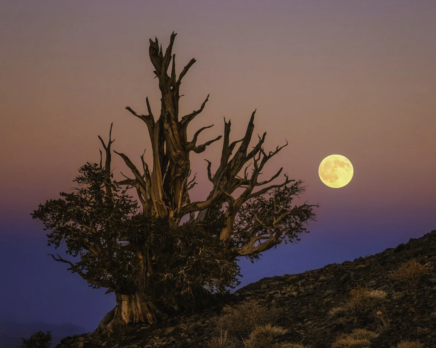 Bristlecone moon 1 4x5 alt.jpg