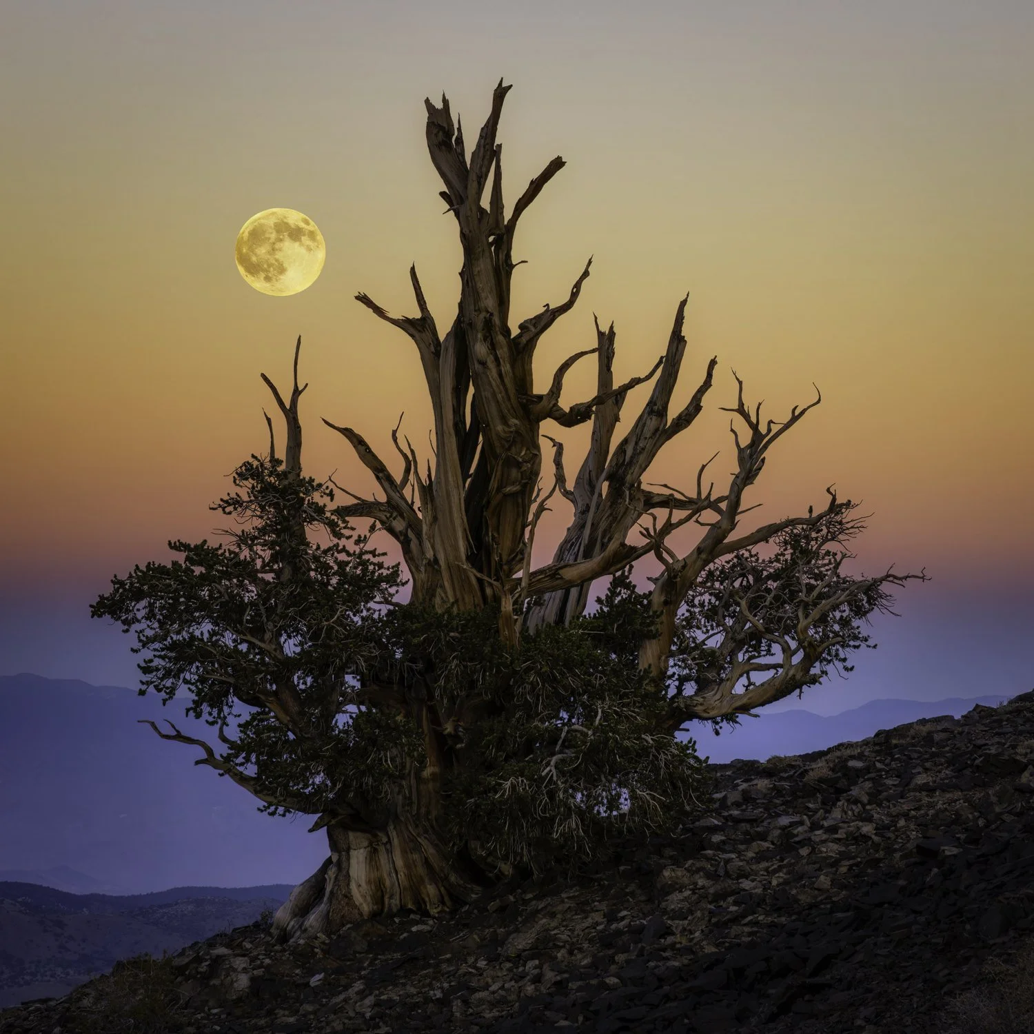 Bristlecone moon 2 square.jpg