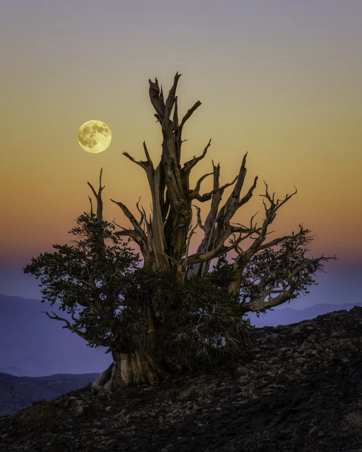 Bristlecone moon 2 4x5.jpg