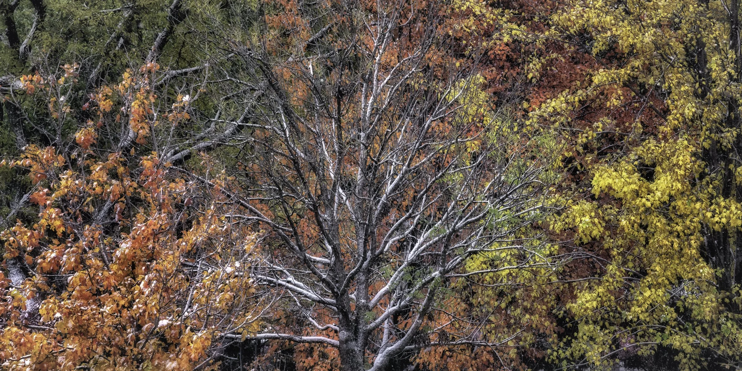 McCollum path pano alt .jpg