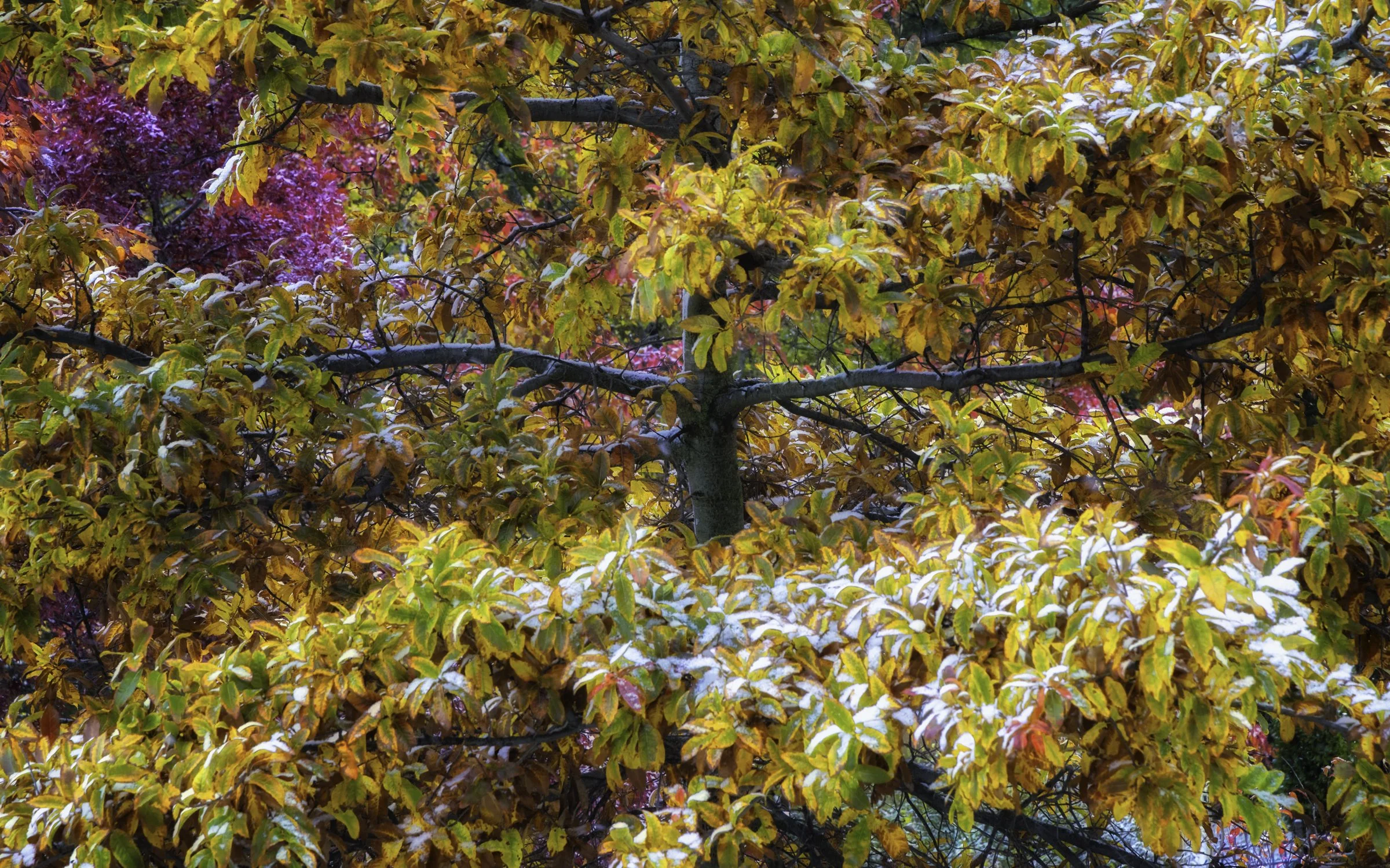 fall and snow 1 16x10 alt.jpg