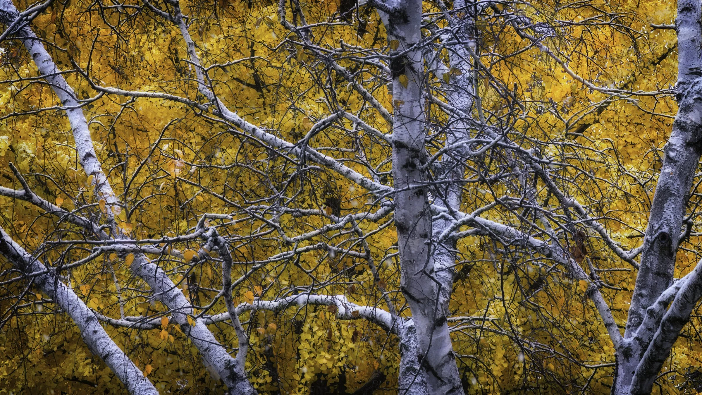 fall & winter 1 16x9.jpg