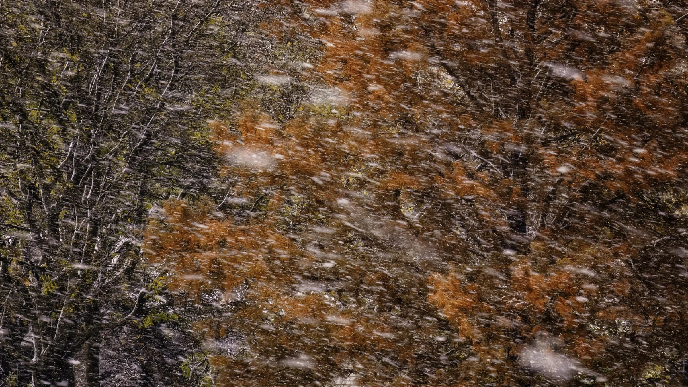 snowy fall 1 16x9.jpg