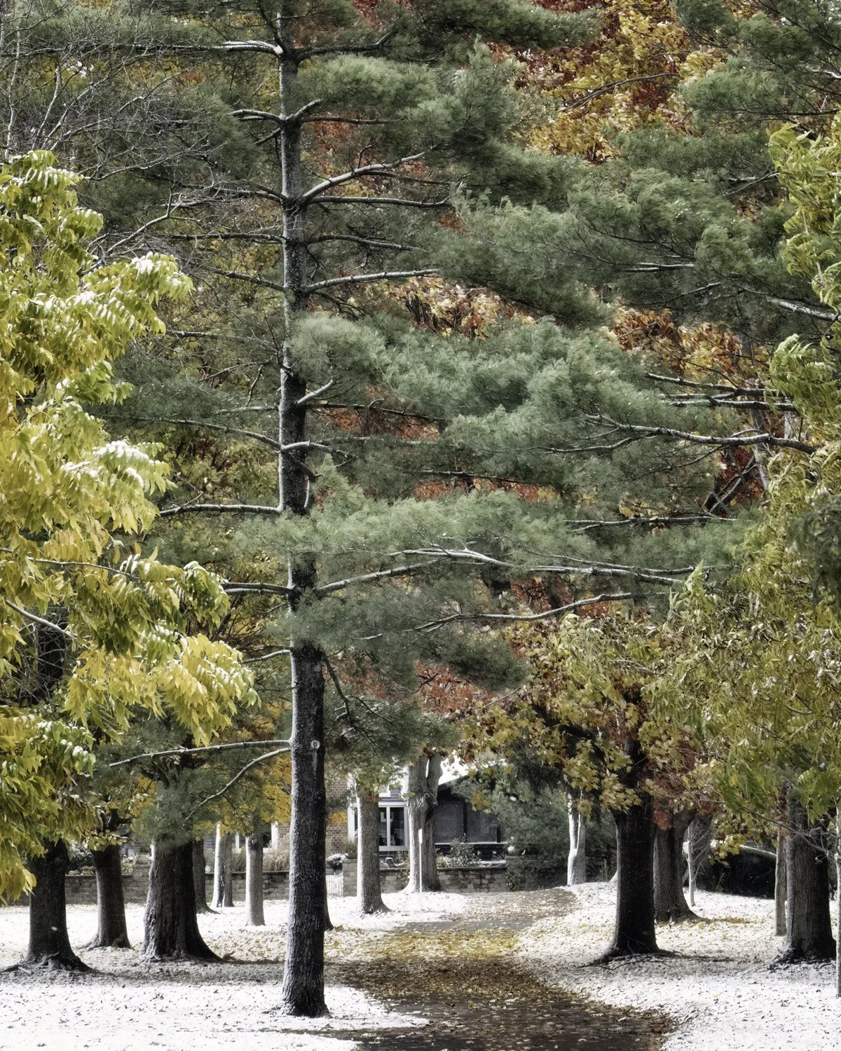 McCollum path 4x5.jpg