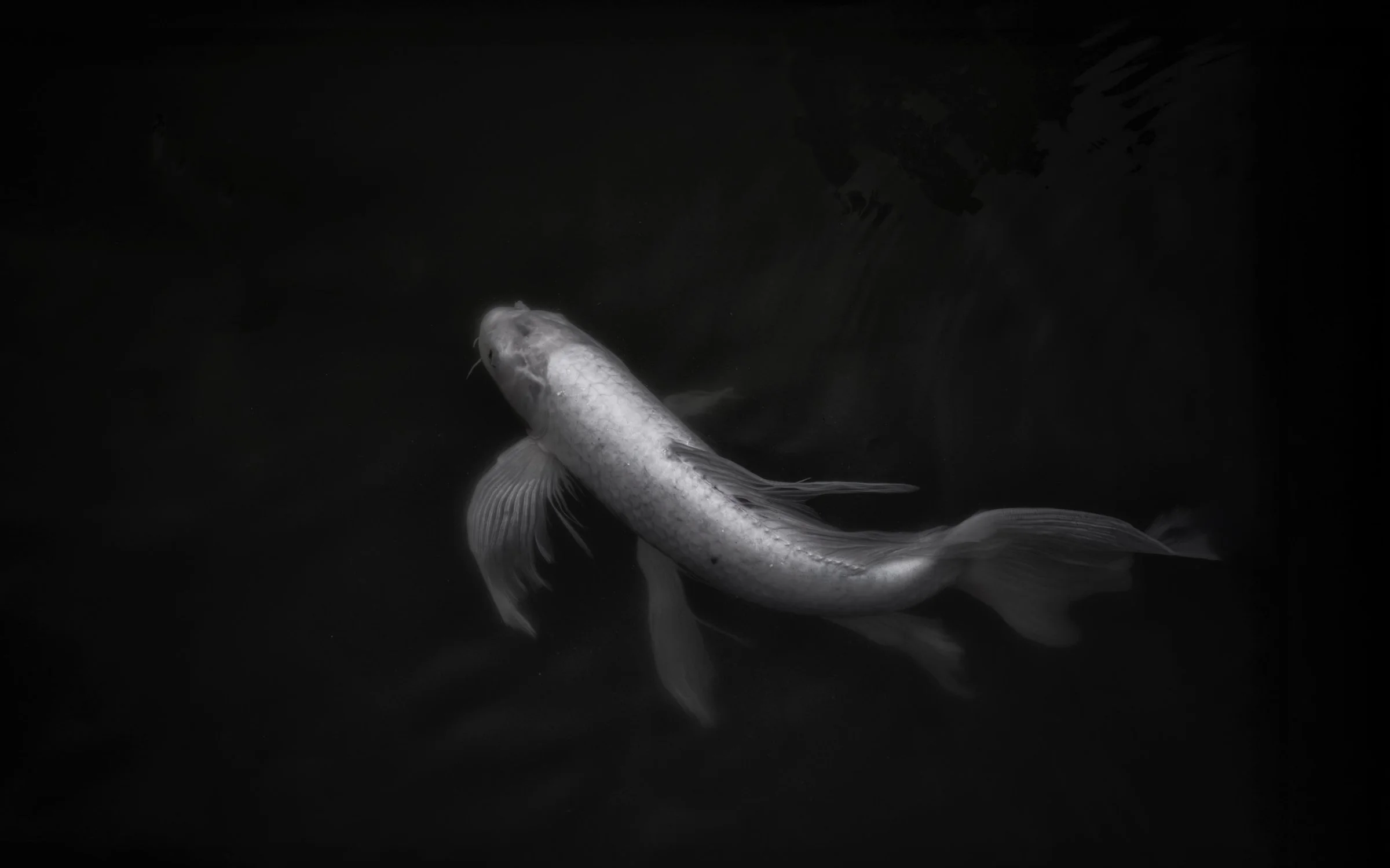 Koi best 16x10 BW.jpg