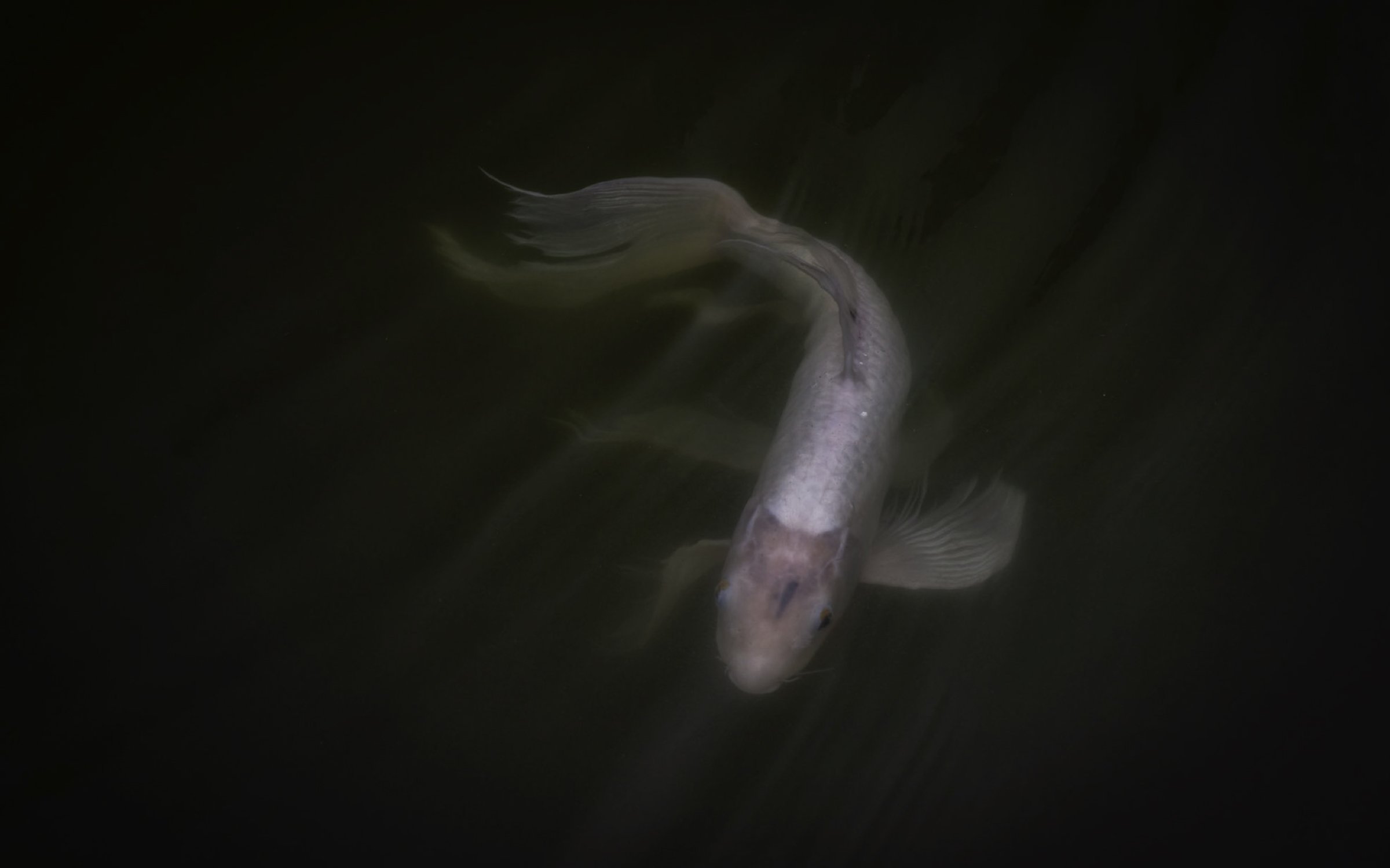 Koi 2 16x10.jpg