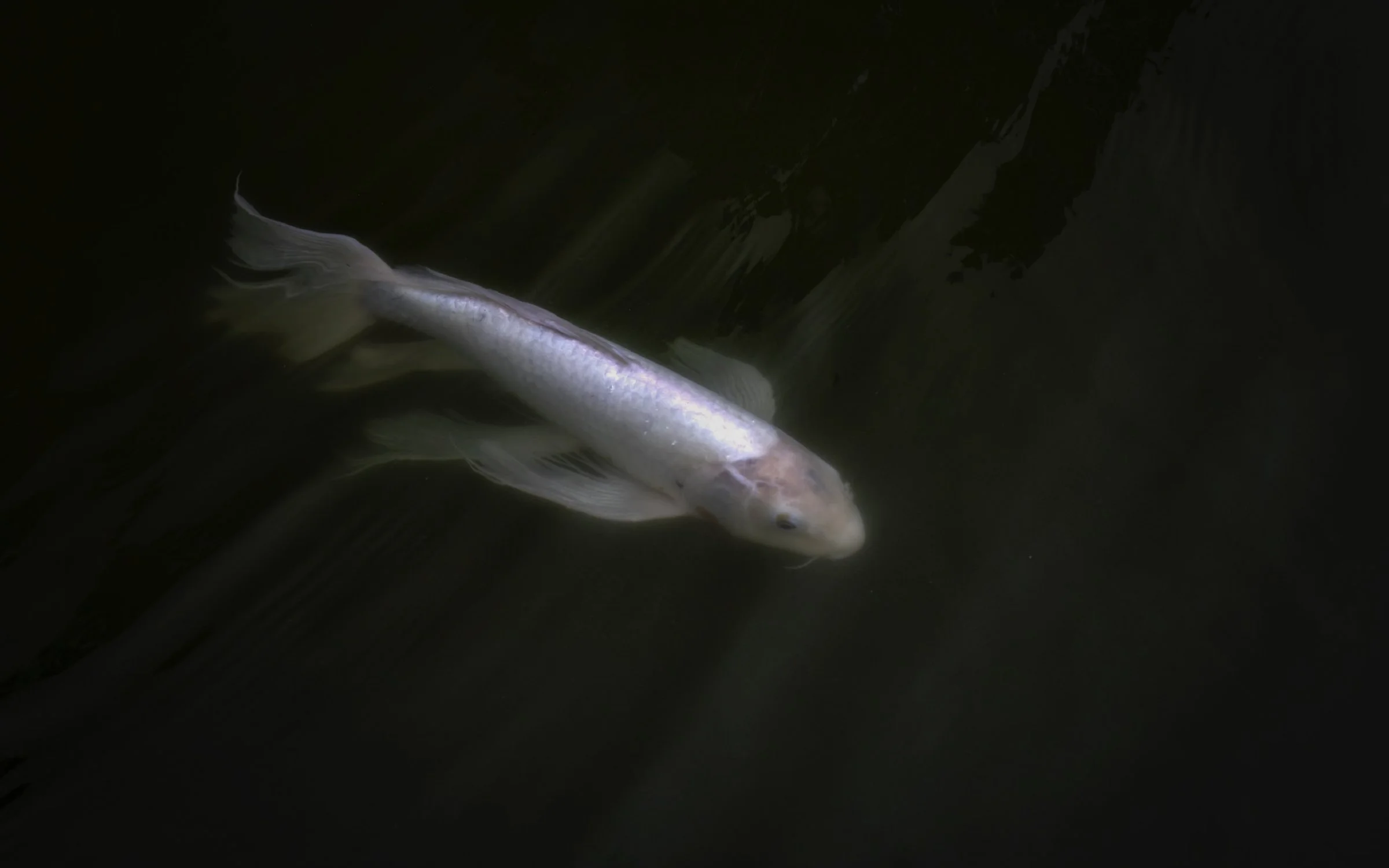 Koi 1 16x10.jpg