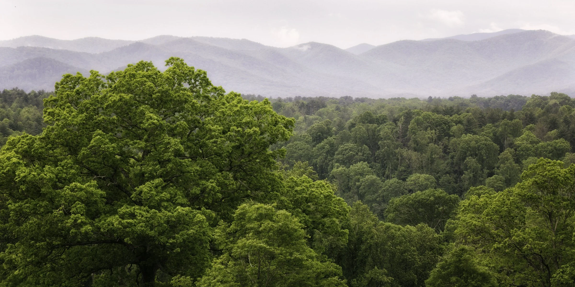 asheville spring pano 1.jpg