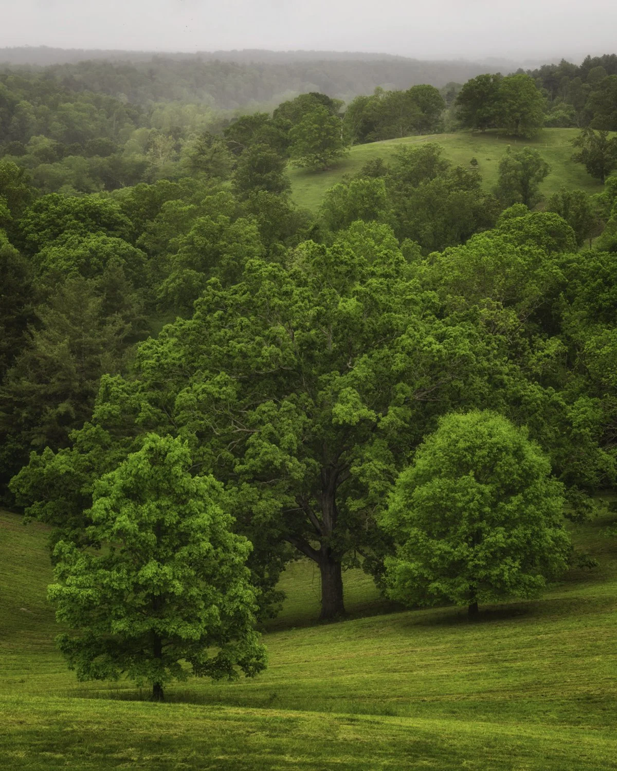 Asheville spring 4x5.jpg