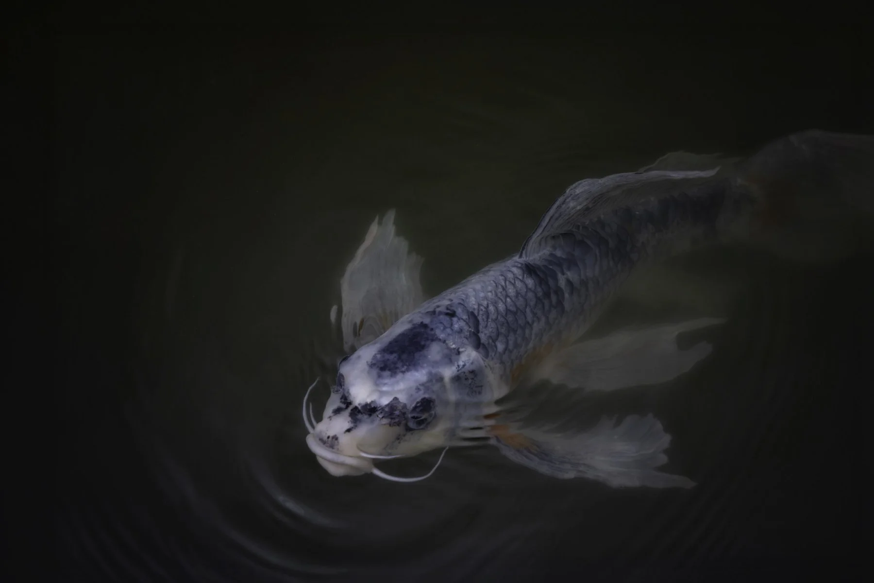 koi 2.jpg
