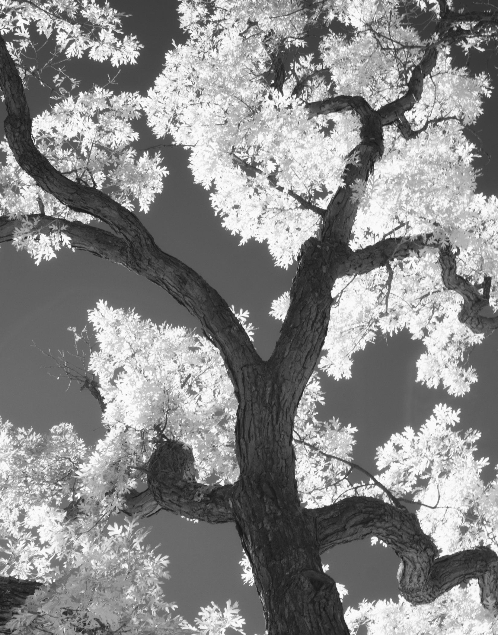 Arboretum infrared tree 2.jpg