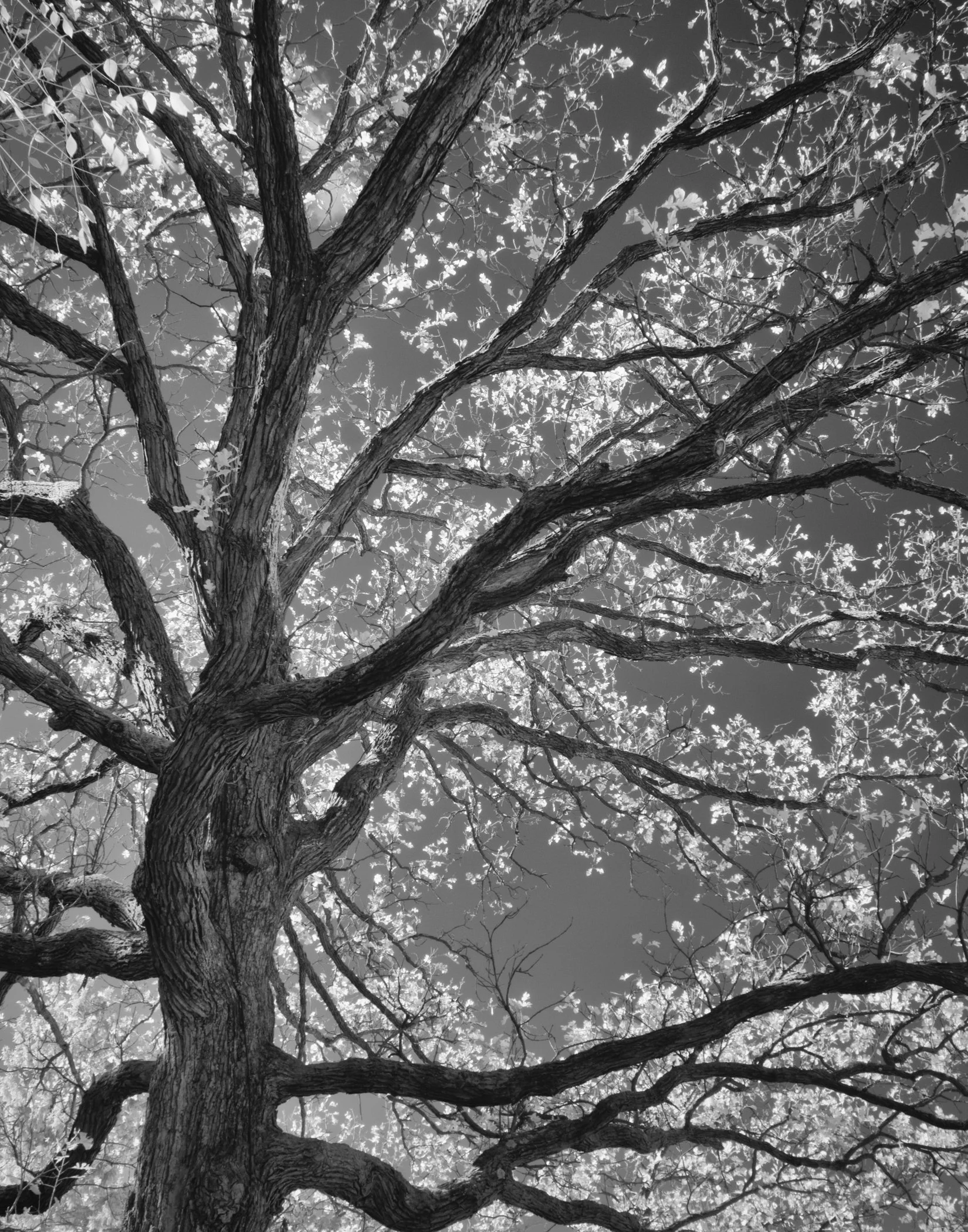 Arboretum Infrared tree.jpg