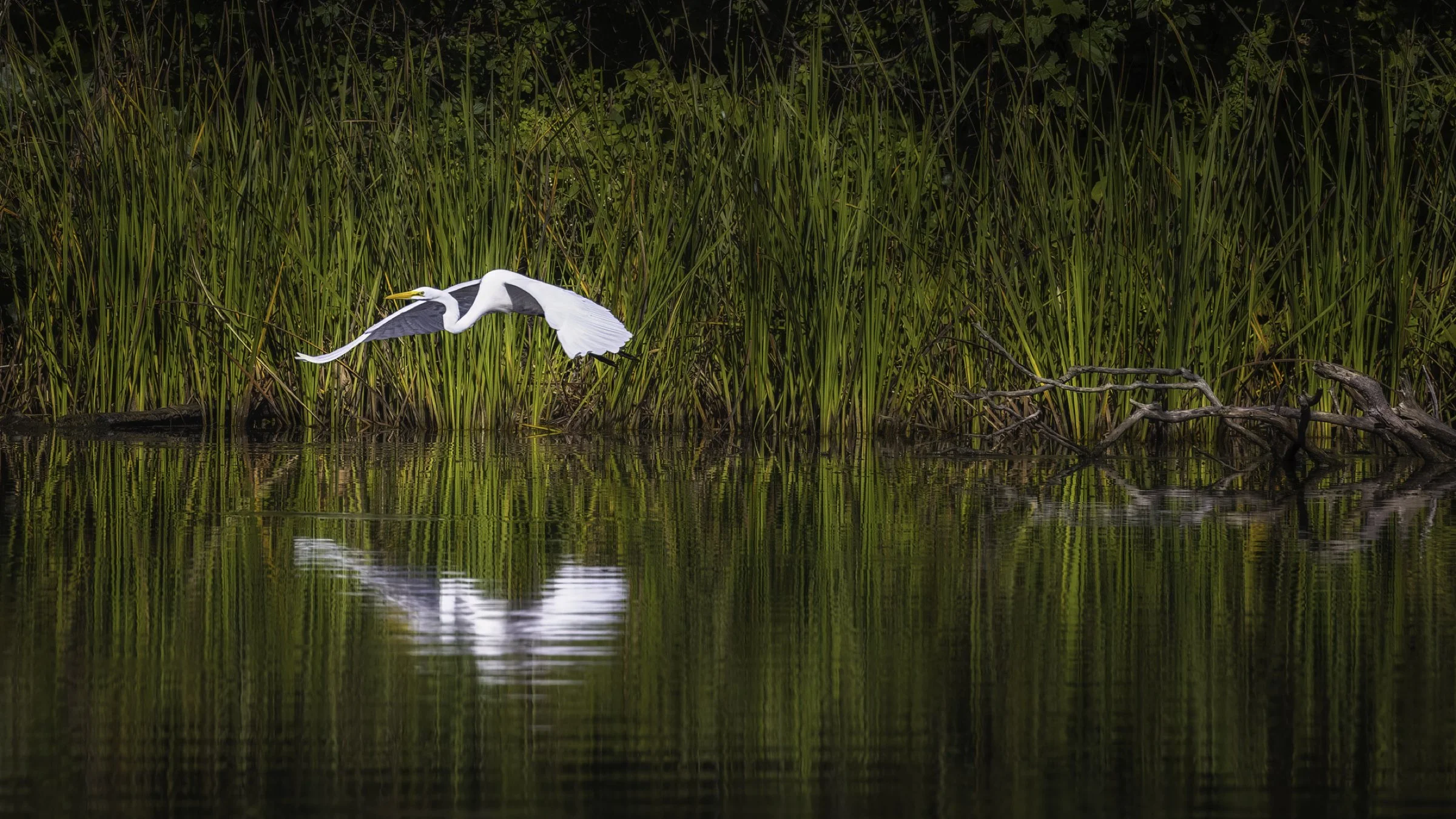 egret flying 1.jpg