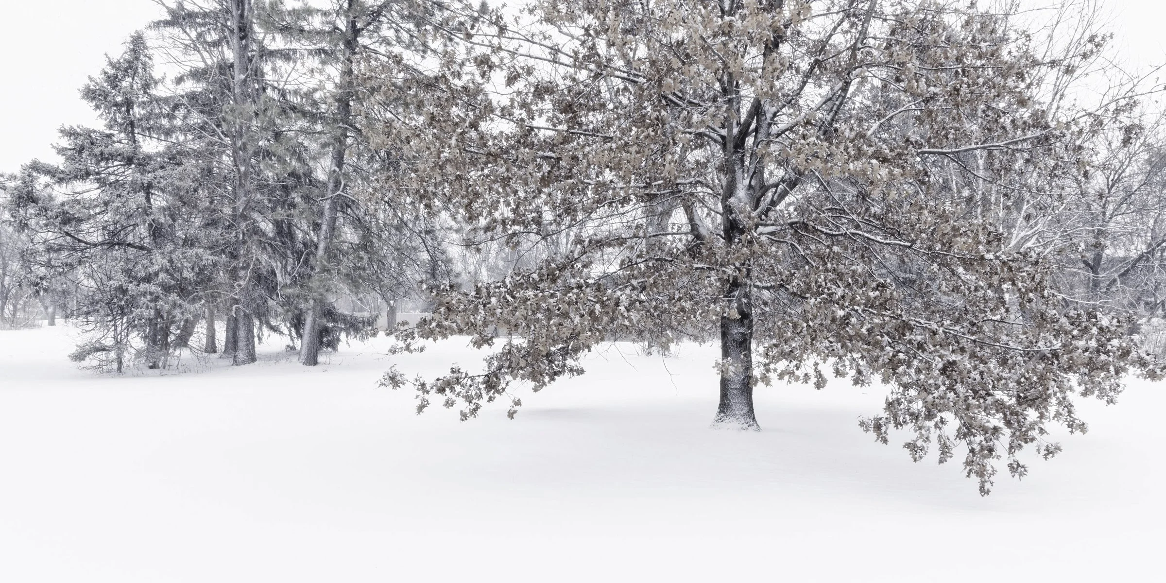 McCollum Tree pano.jpg