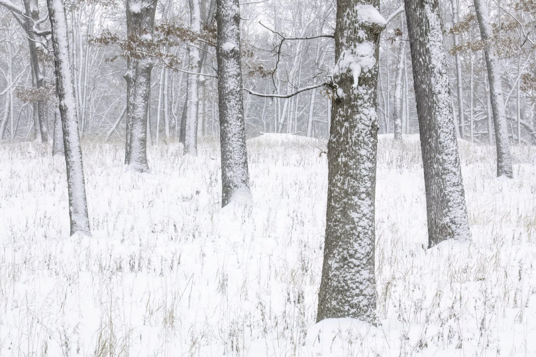 waterfall glen winter final 1.jpg