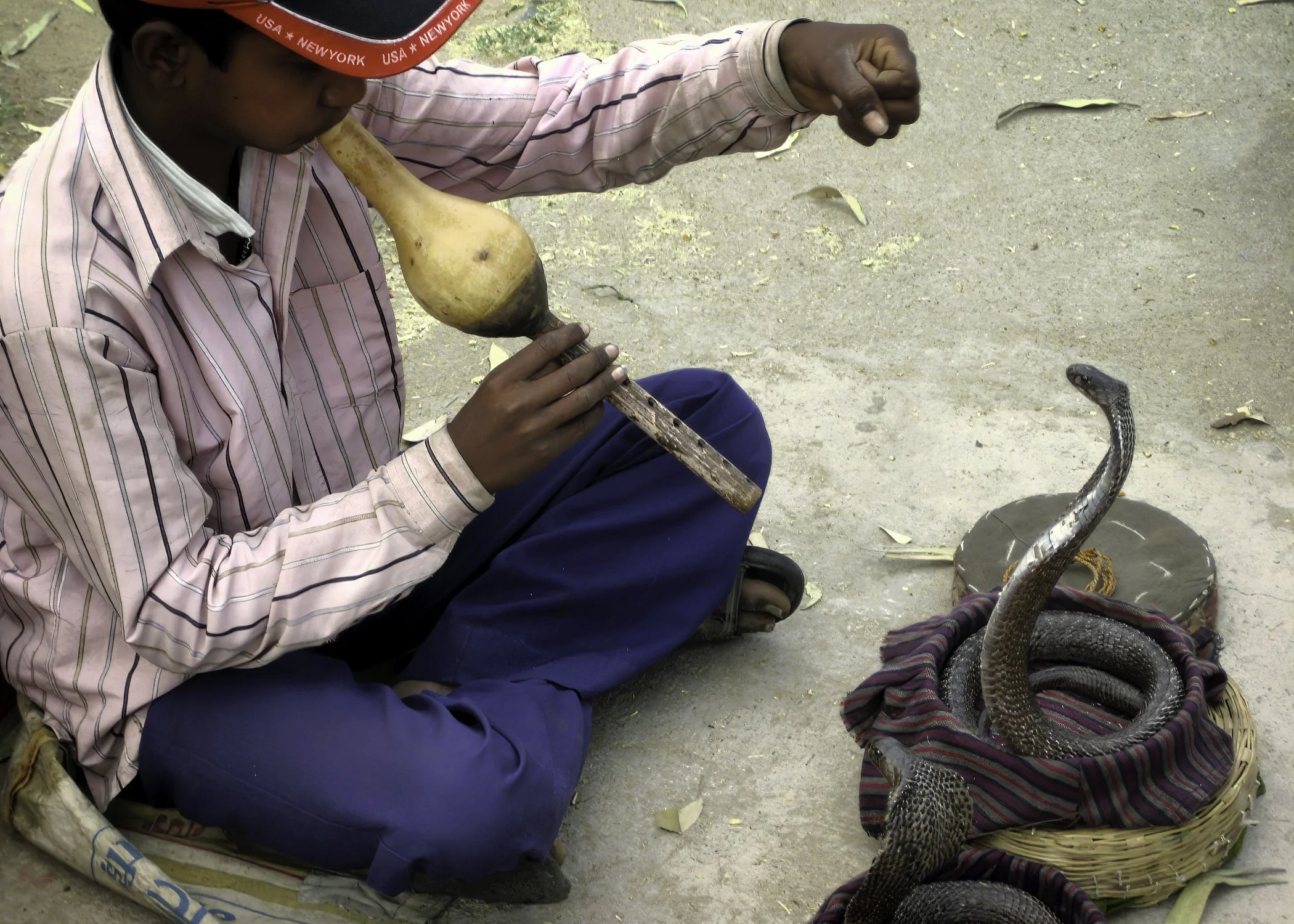 Snake Charmer 5x7.jpg