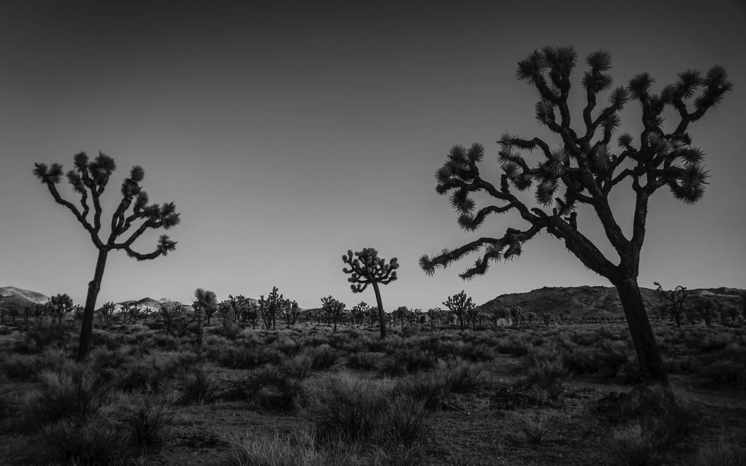 jt ir 4 16x10.jpg