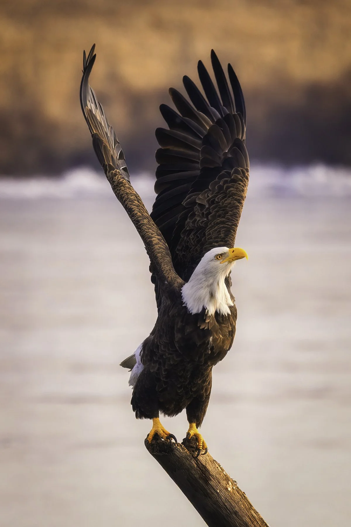 Bald eagle adult 6 4x6.jpg