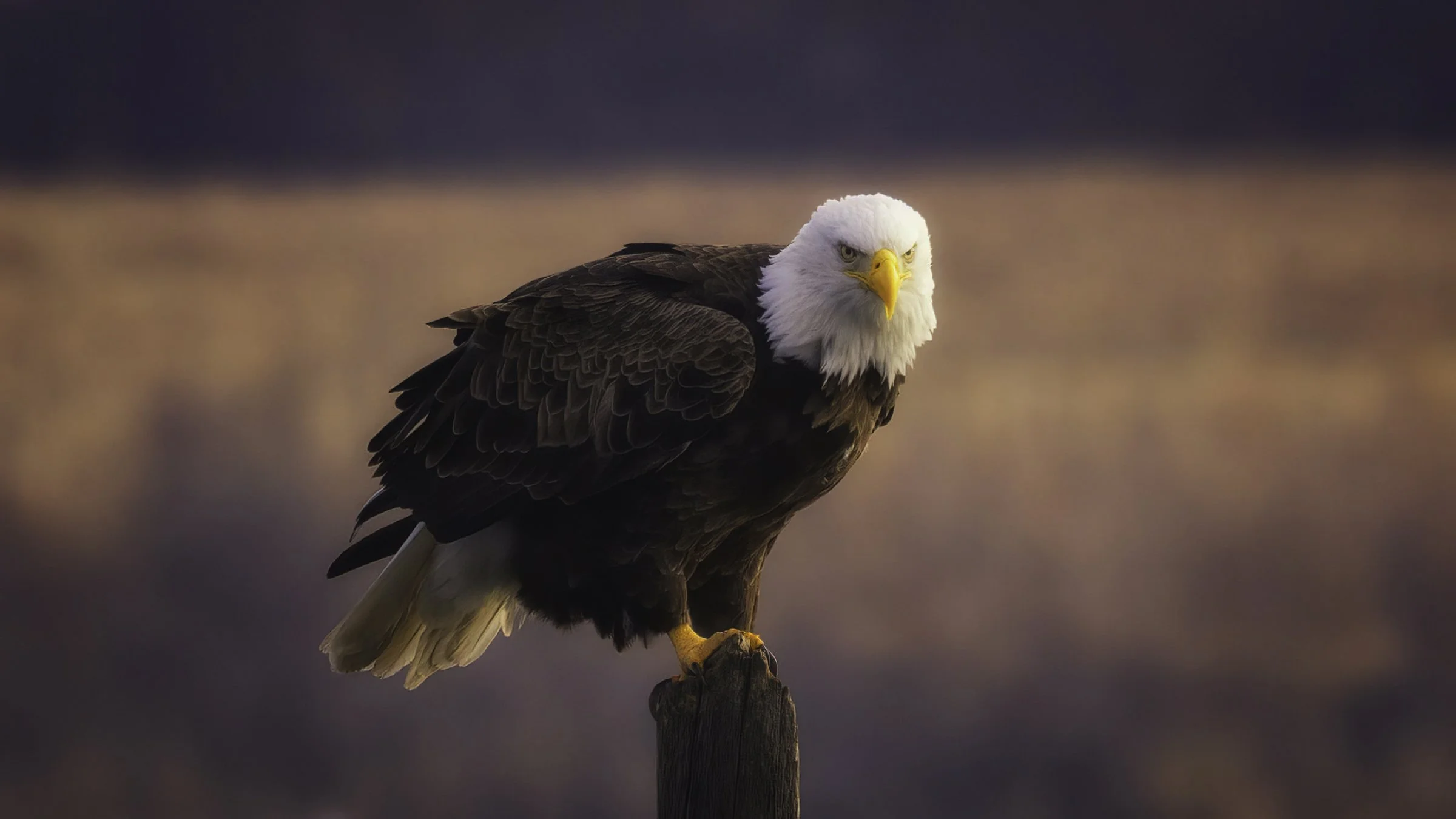 Bald eagle adult 8 16x9.jpg