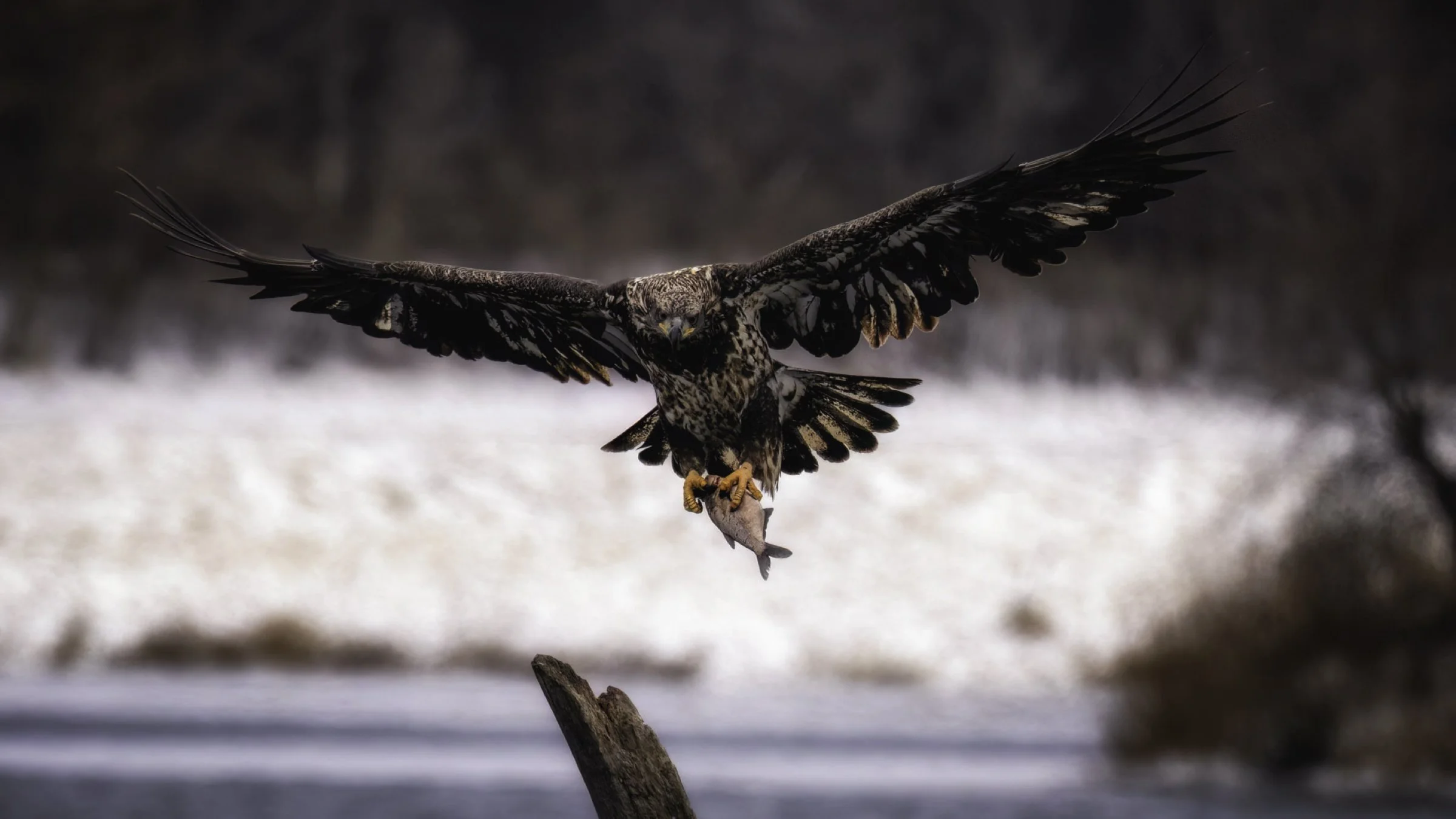 Bald eagle w fish 1 16x9.jpg