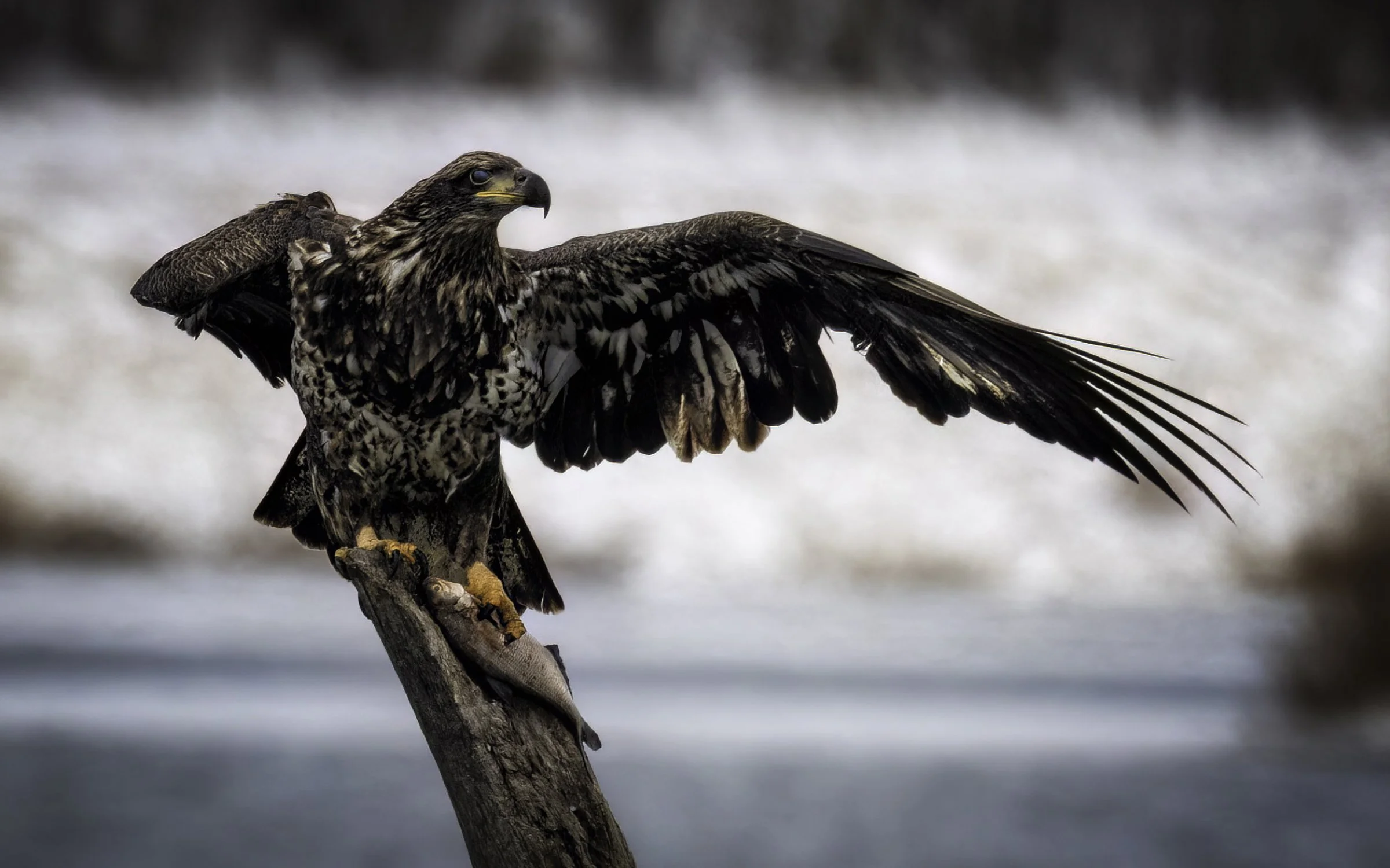 Bald eagle 2 fish 2 16x9 alt.jpg