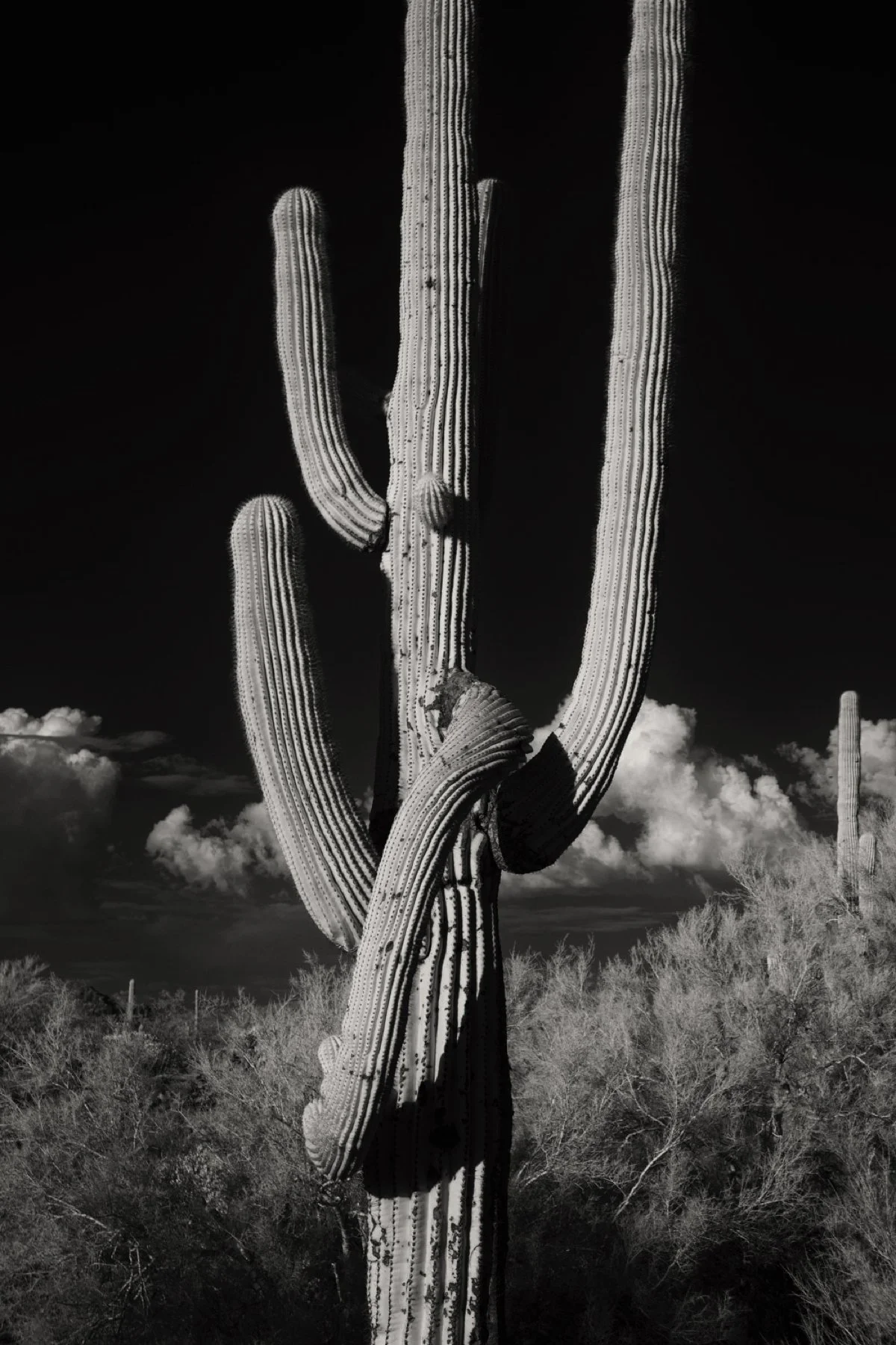 IR Cactus 4.jpg