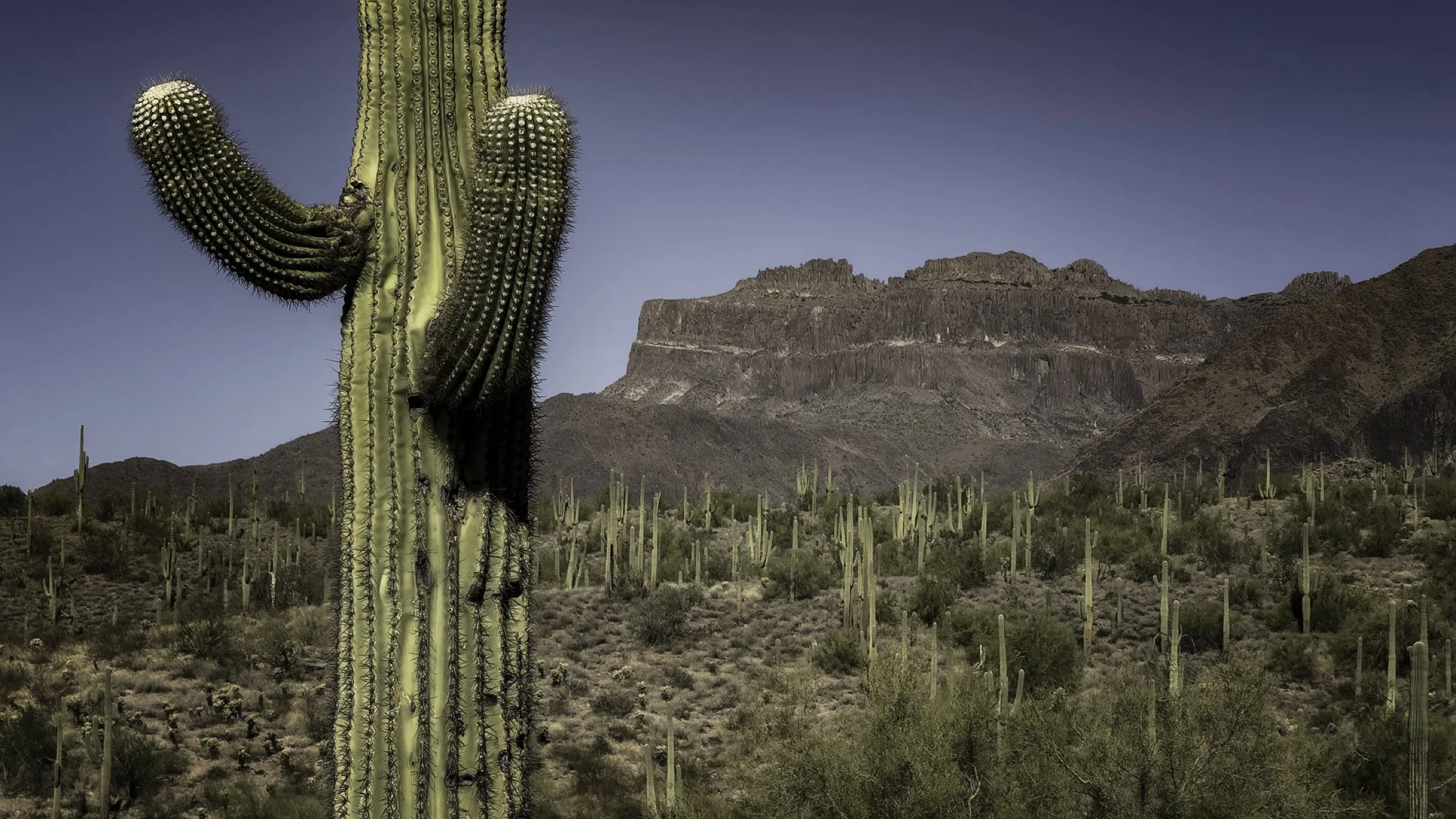 Cactus gathering.jpg
