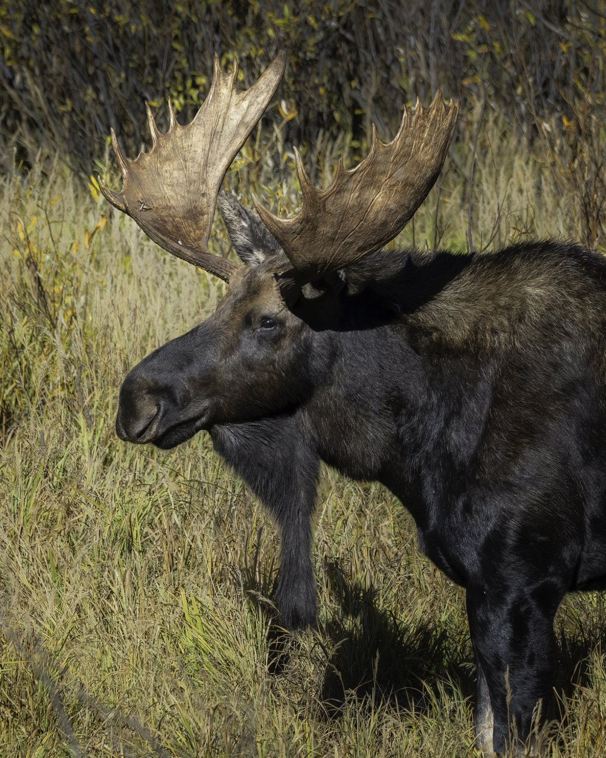 Moose profile.jpg