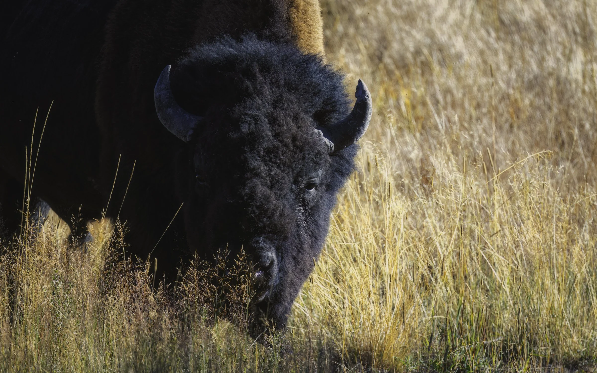 Bison best 16x10.jpg