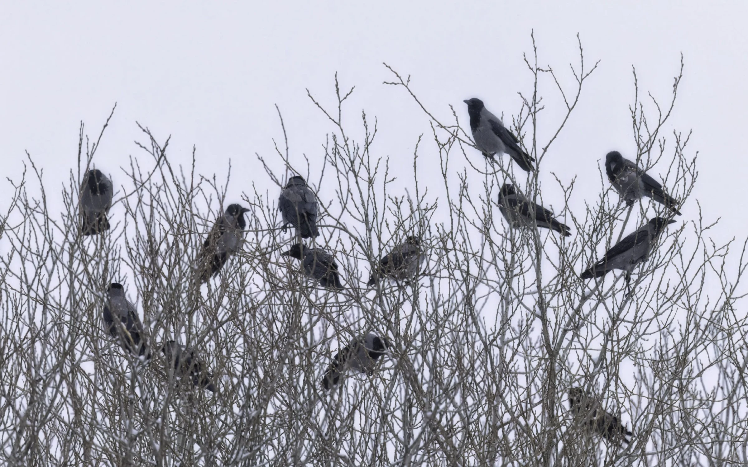 Hooded Gray Crows 16x10.jpg