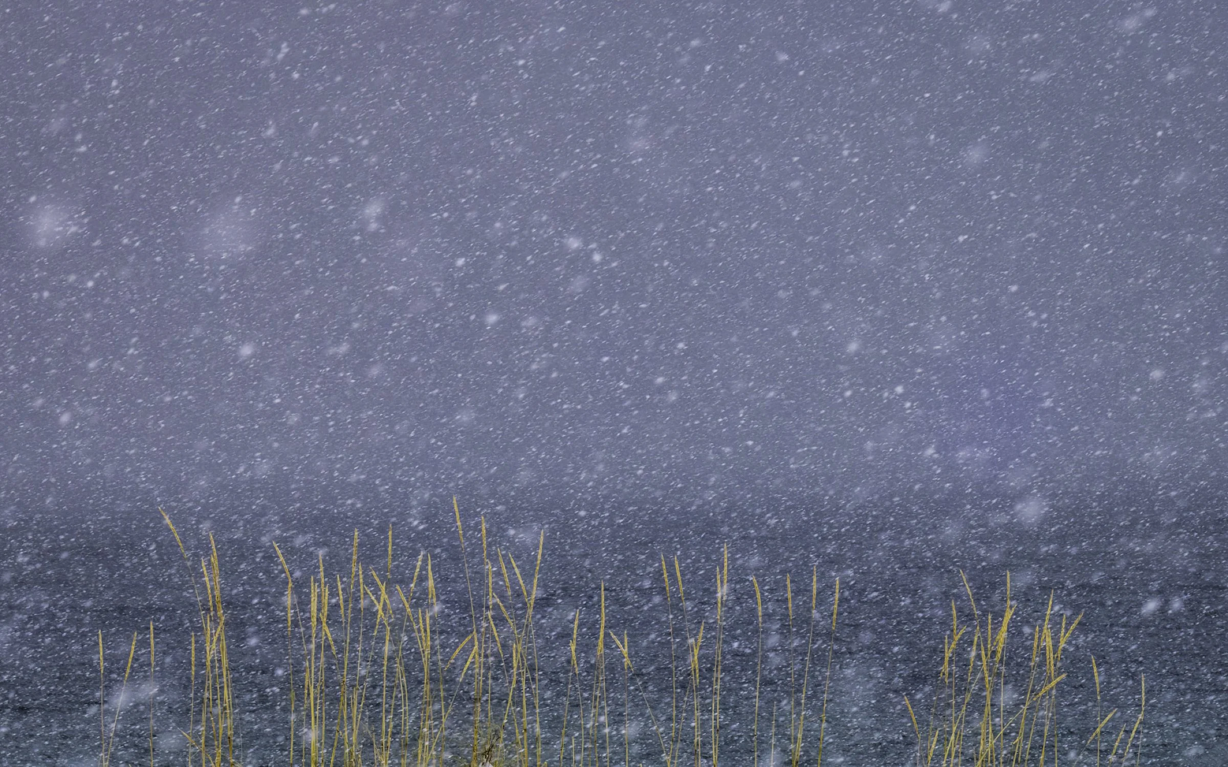 grass and snow 1 16x10.jpg