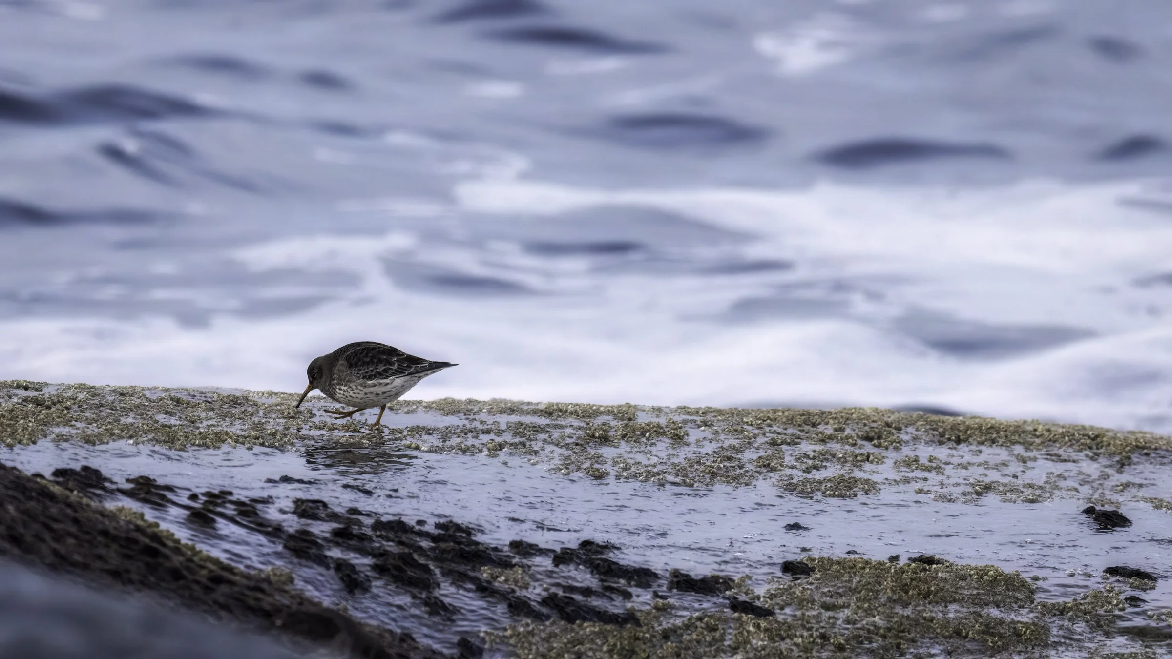 Purple sandpiper 2 16x9.jpg