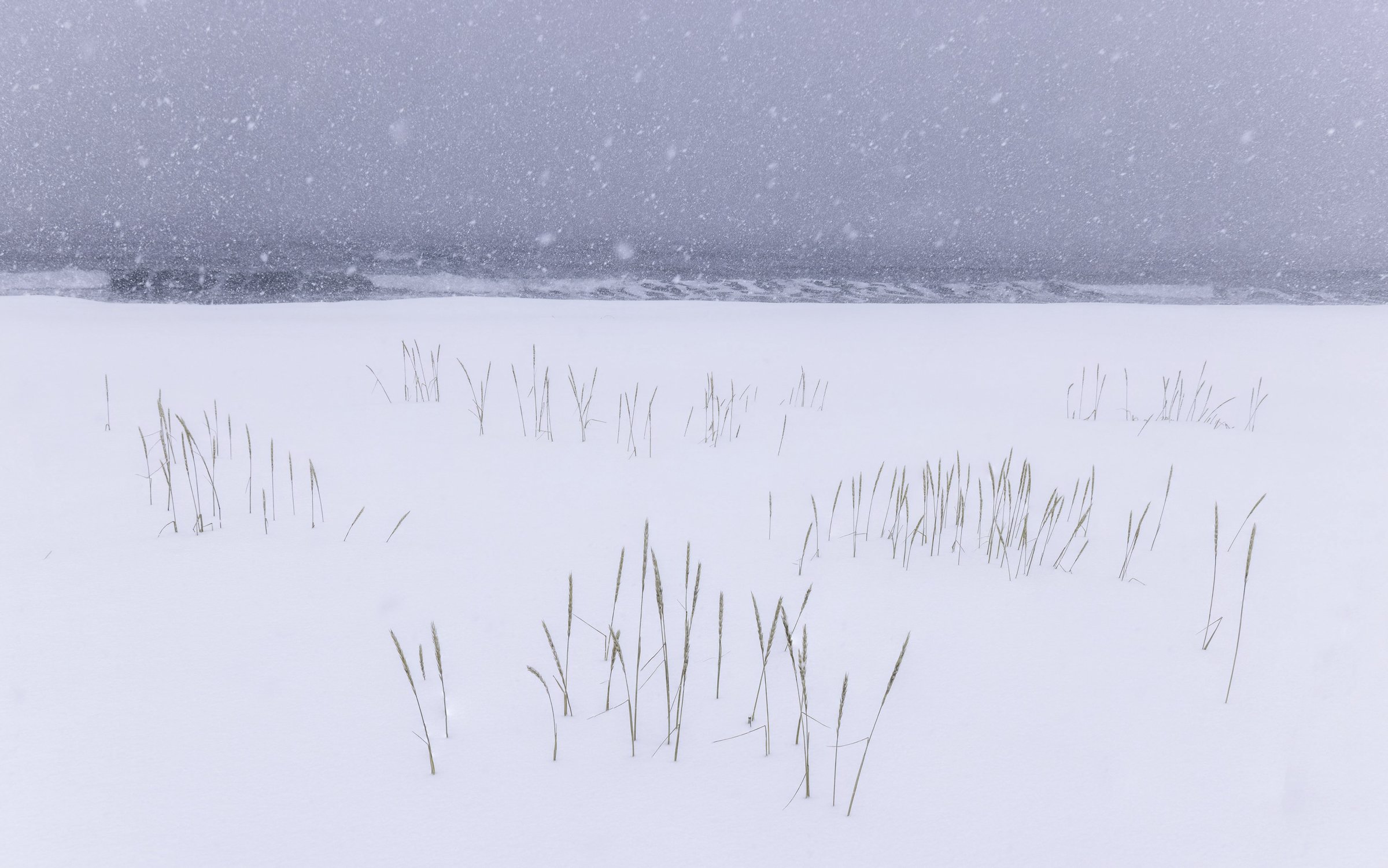 snow and grass x 16x10.jpg