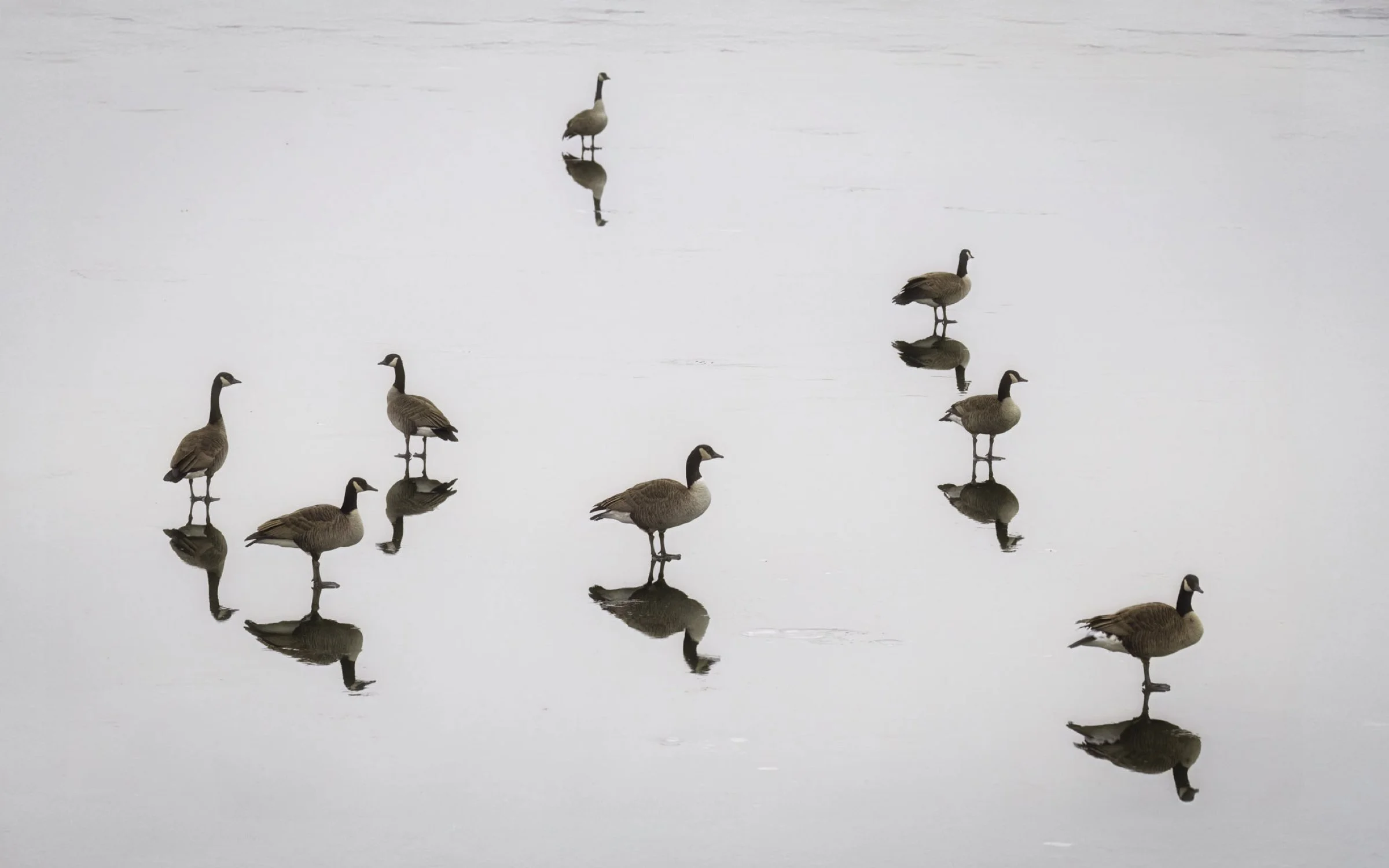 Geese reflections group 16x10.jpg
