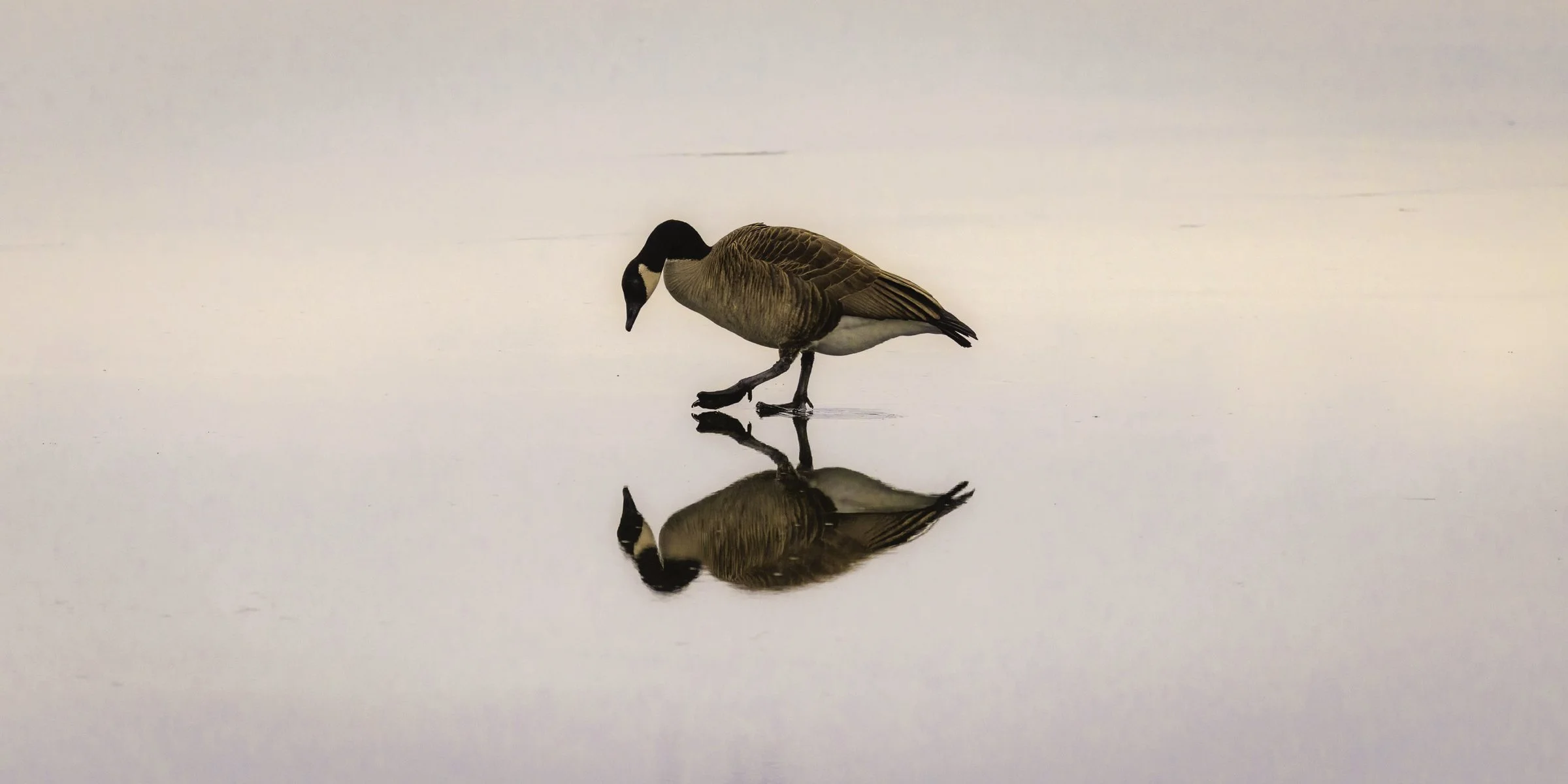 Geese reflections solo pano.jpg