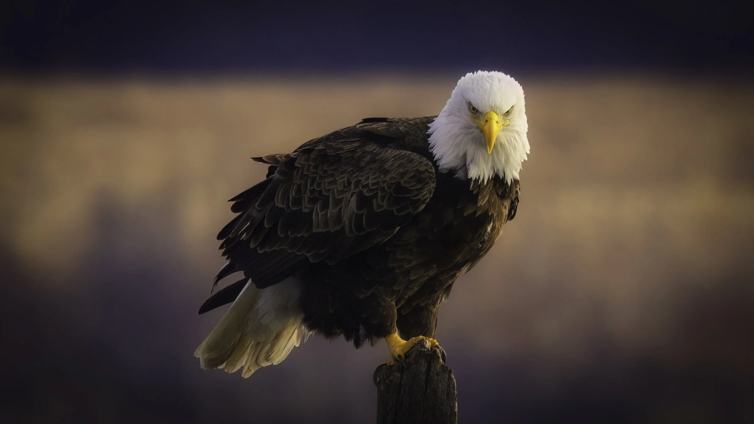 Eagle staring 16x9.jpg