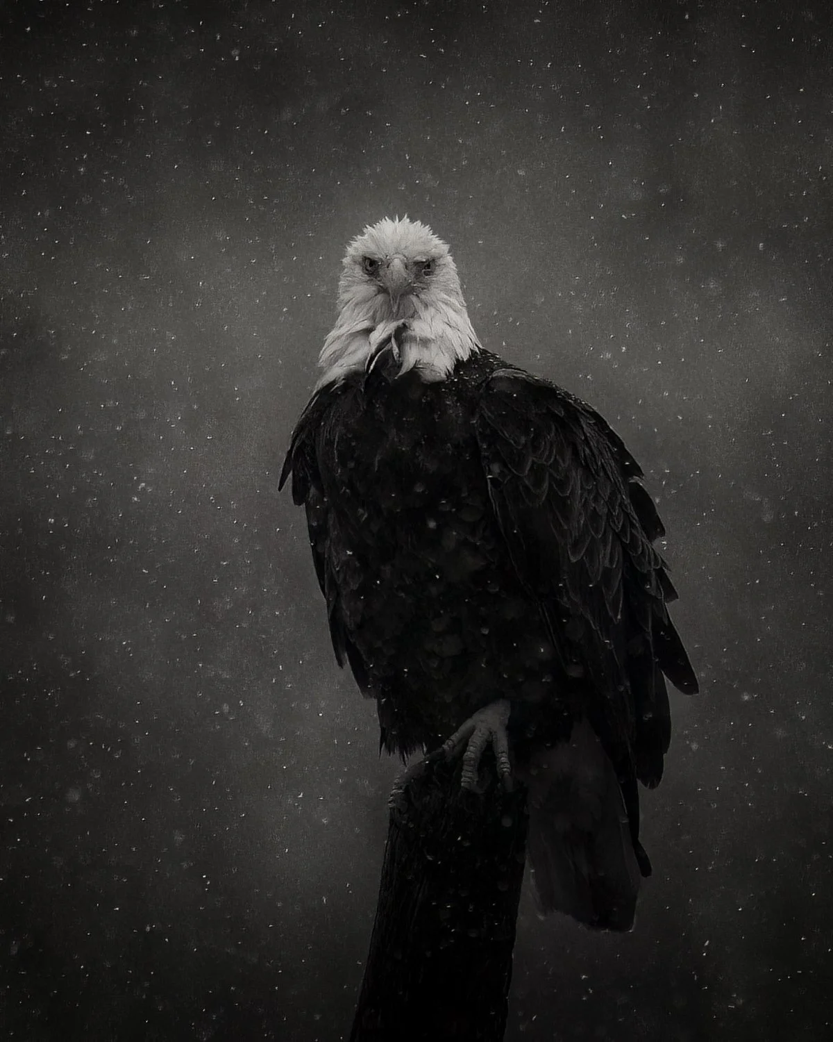 Eagle portrait BW.jpg