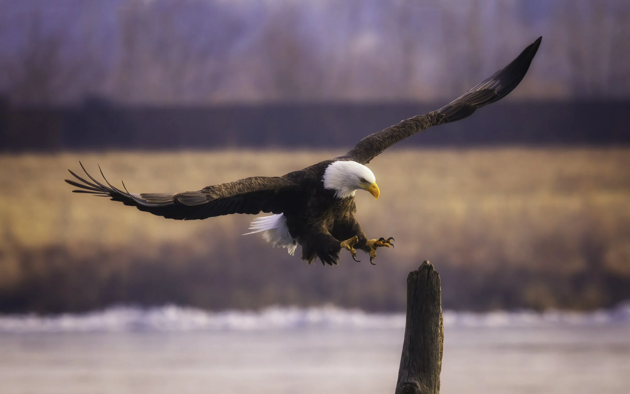 Eagle landing 16x10.jpg