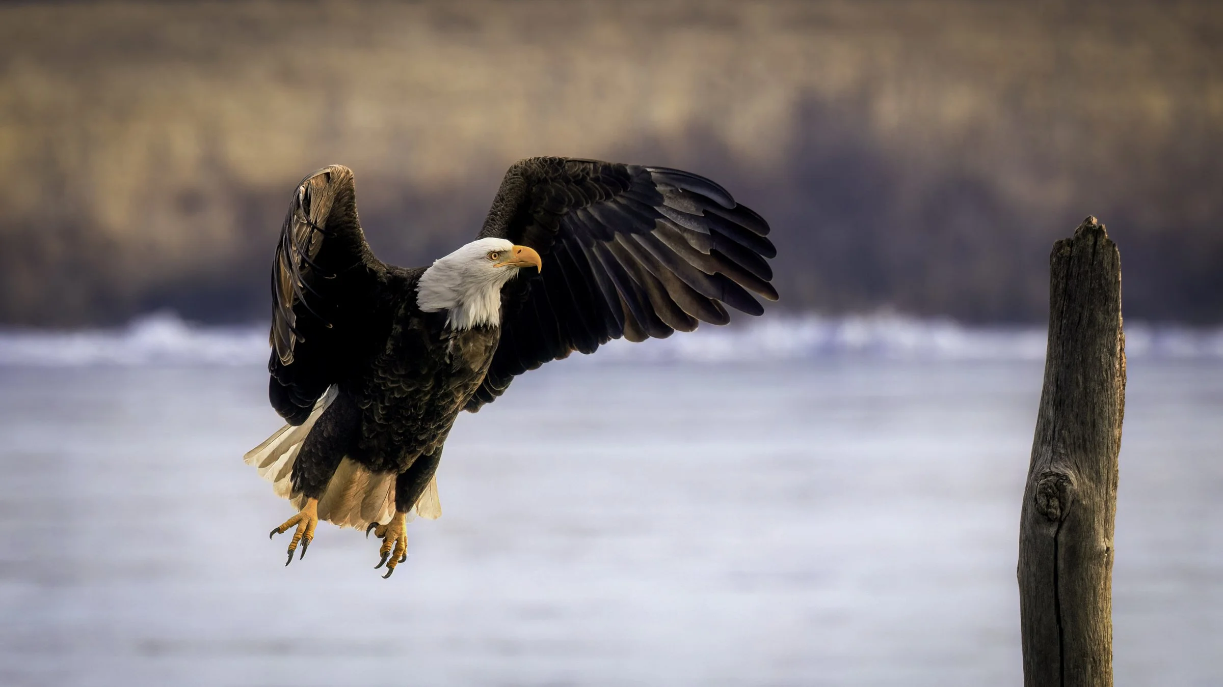 Eagle 16 16x9.jpg