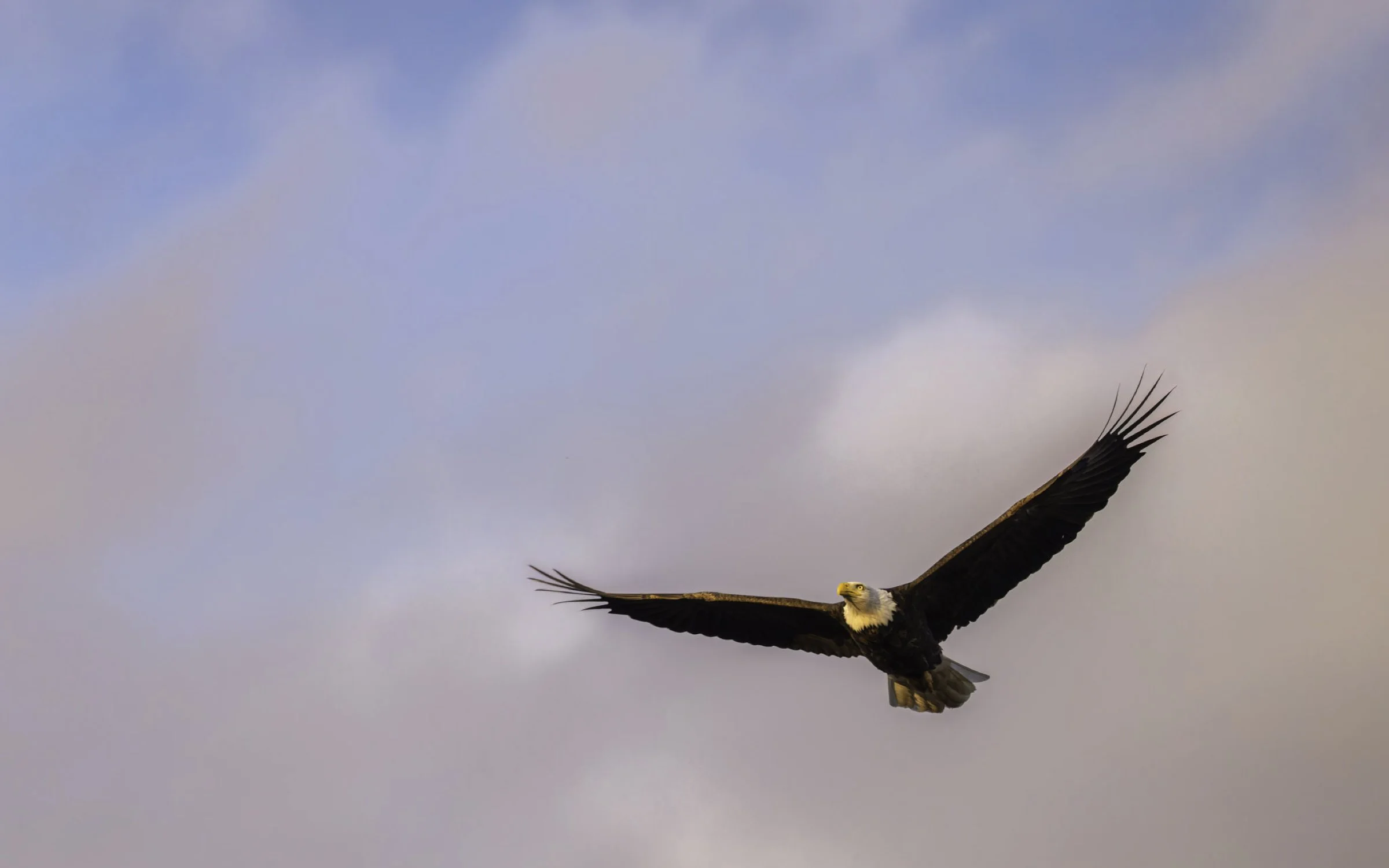 Eagle flying 2 16x10.jpg