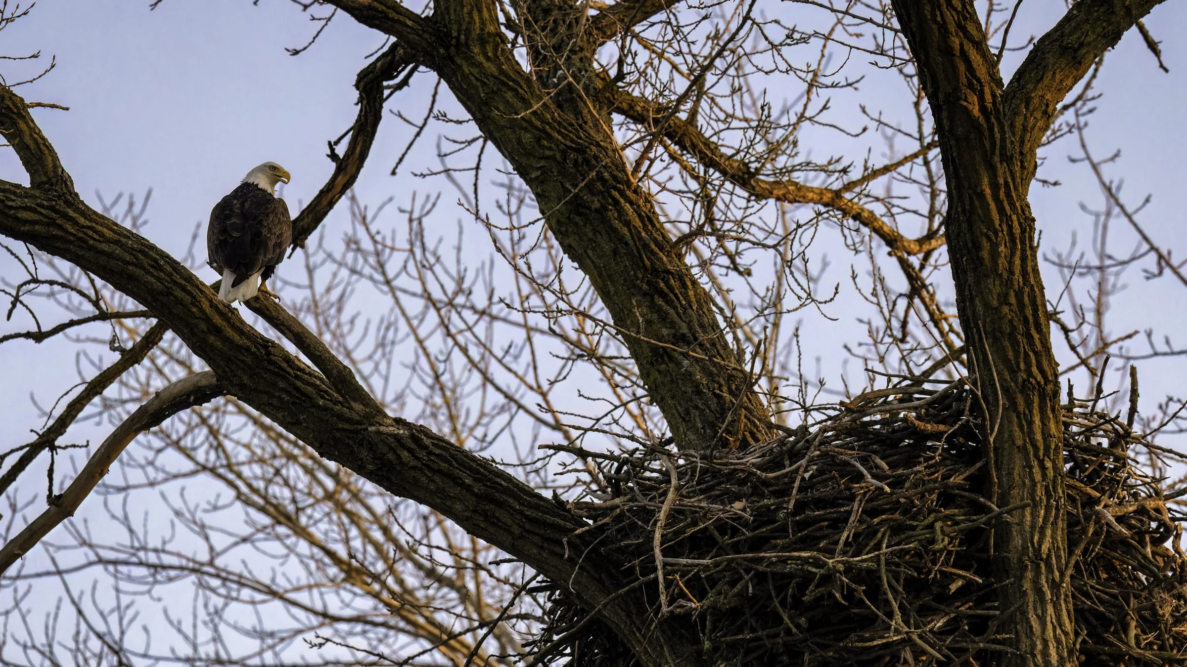 eagle by nest 1 16x9.jpg